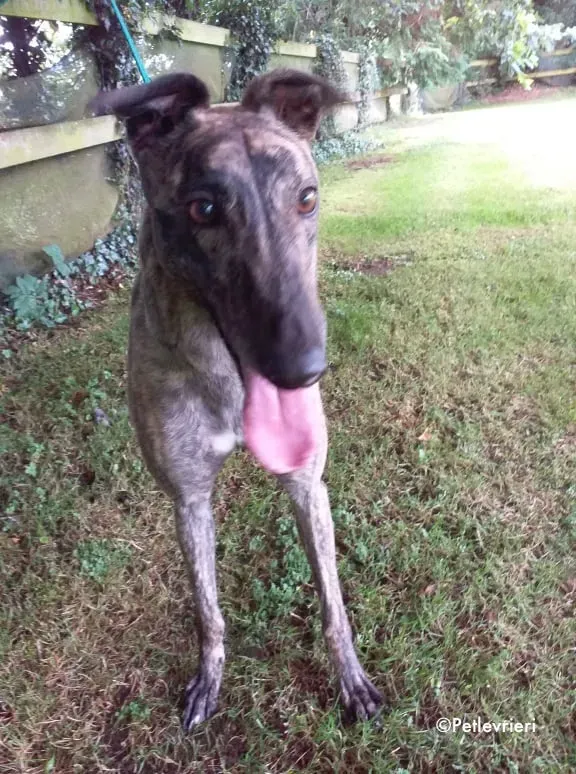 sonja adozione levrieri greyhound 4