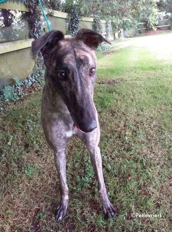 sonja adozione levrieri greyhound 5
