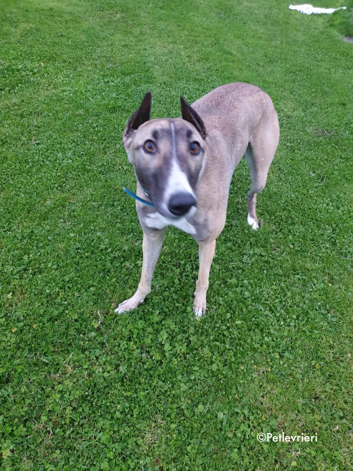 sonny adozione levrieri greyhound 1 1