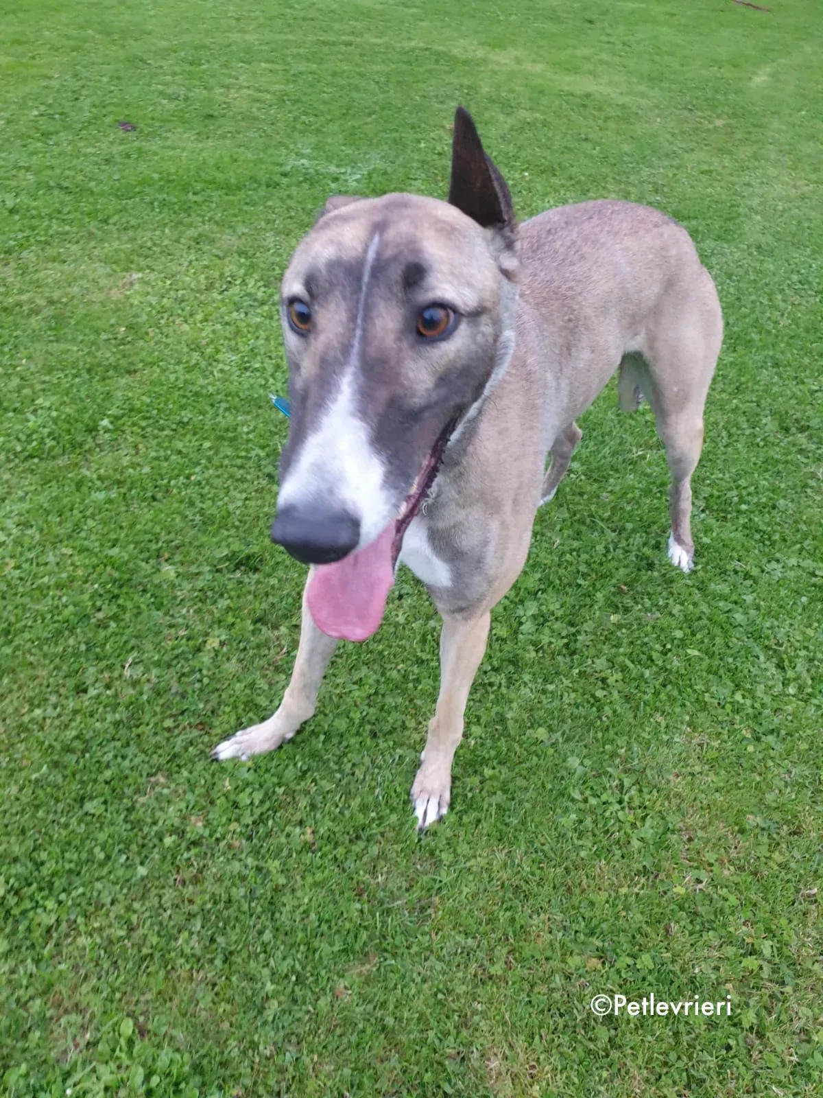 sonny adozione levrieri greyhound 2 1