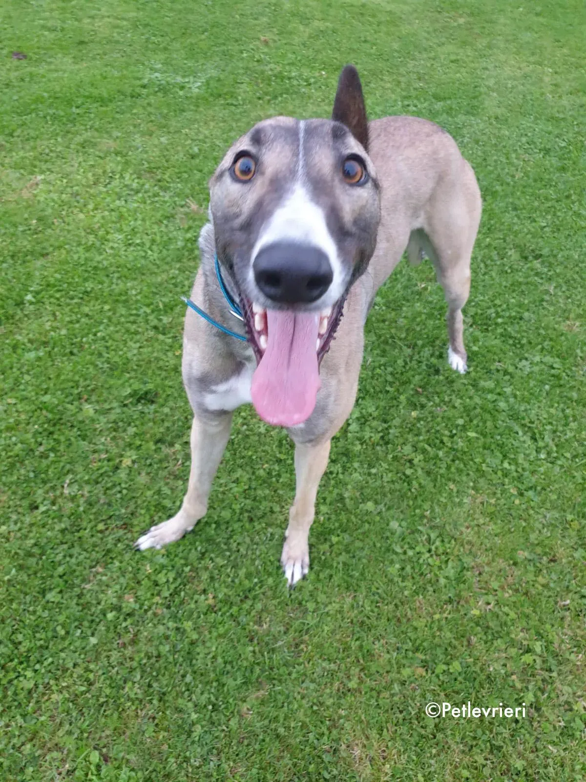 sonny adozione levrieri greyhound 3 1