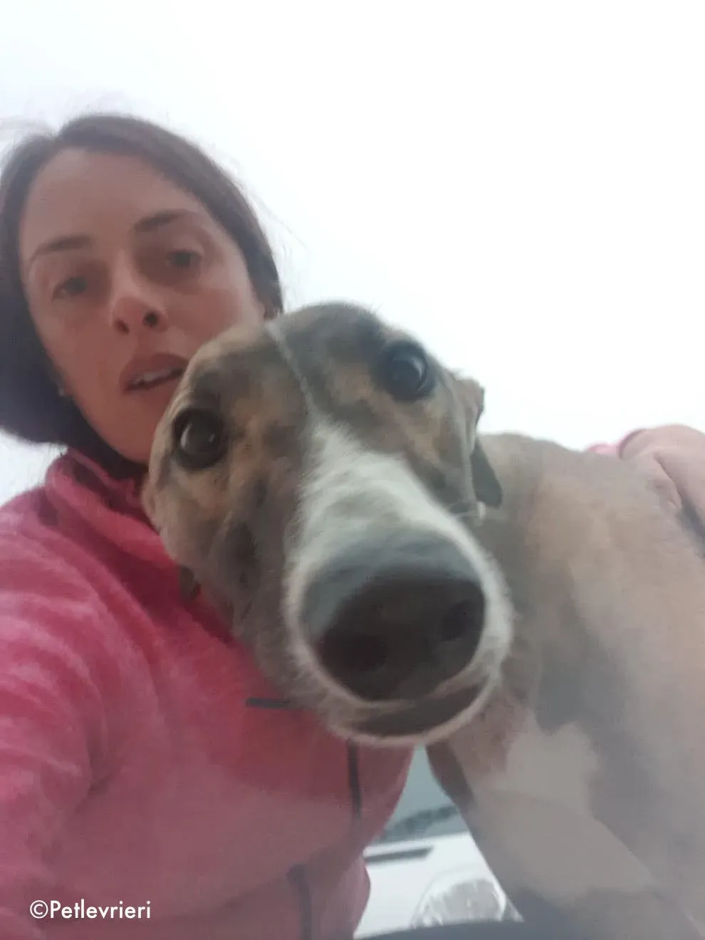 sonny adozione levrieri greyhound 4 1