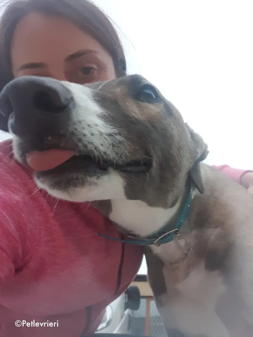 sonny adozione levrieri greyhound 5 1