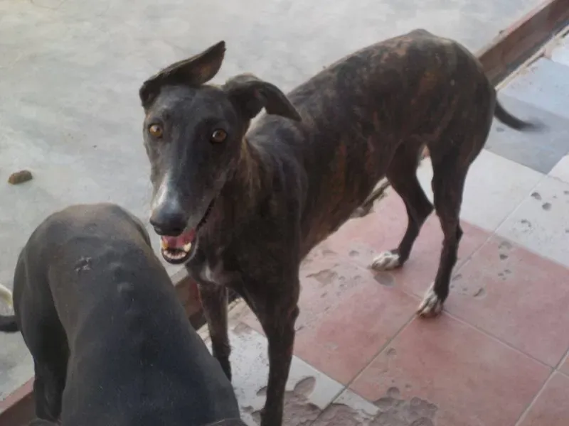 sonrisa quaratntena 2