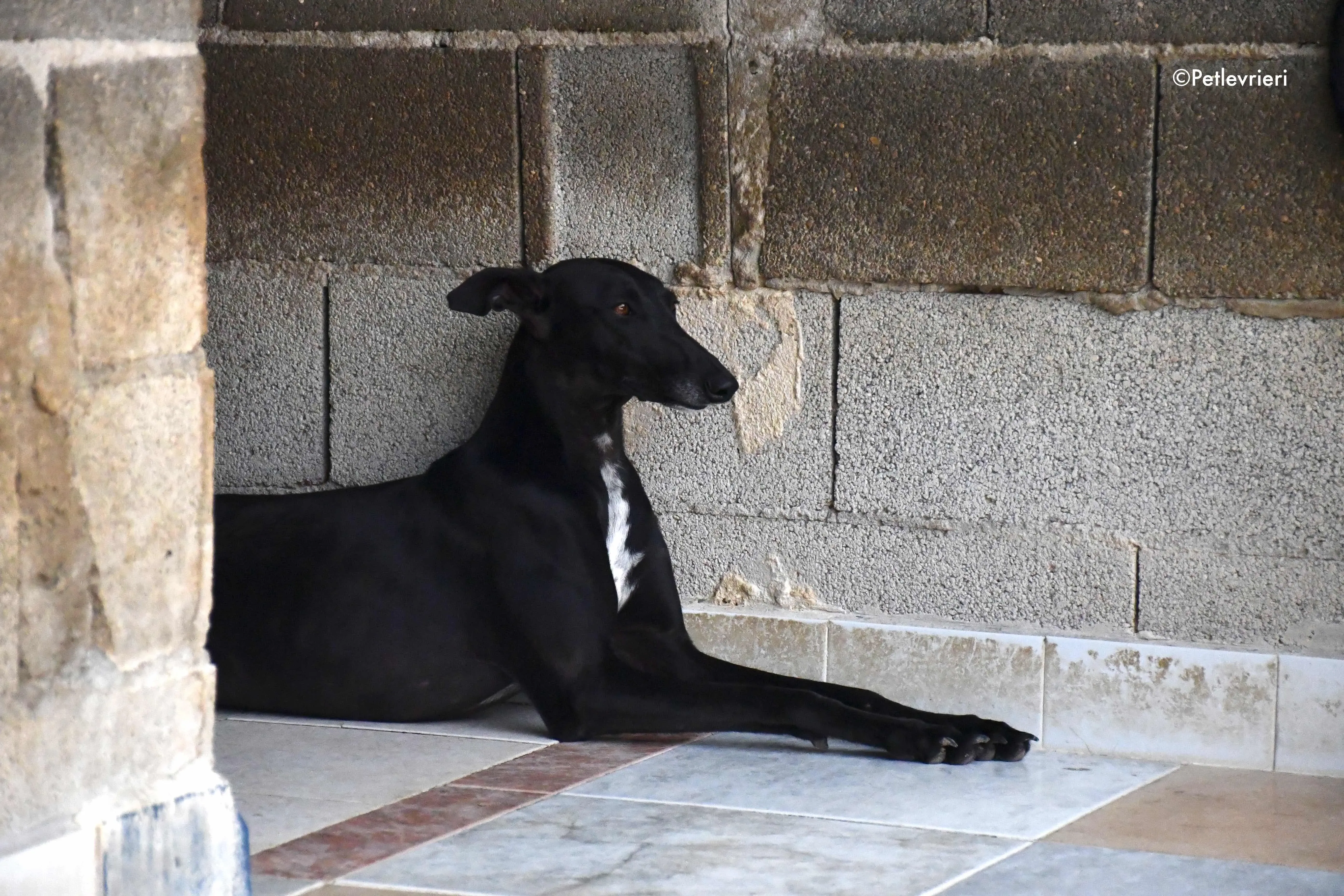 soraya adozione levrieri galgo 1