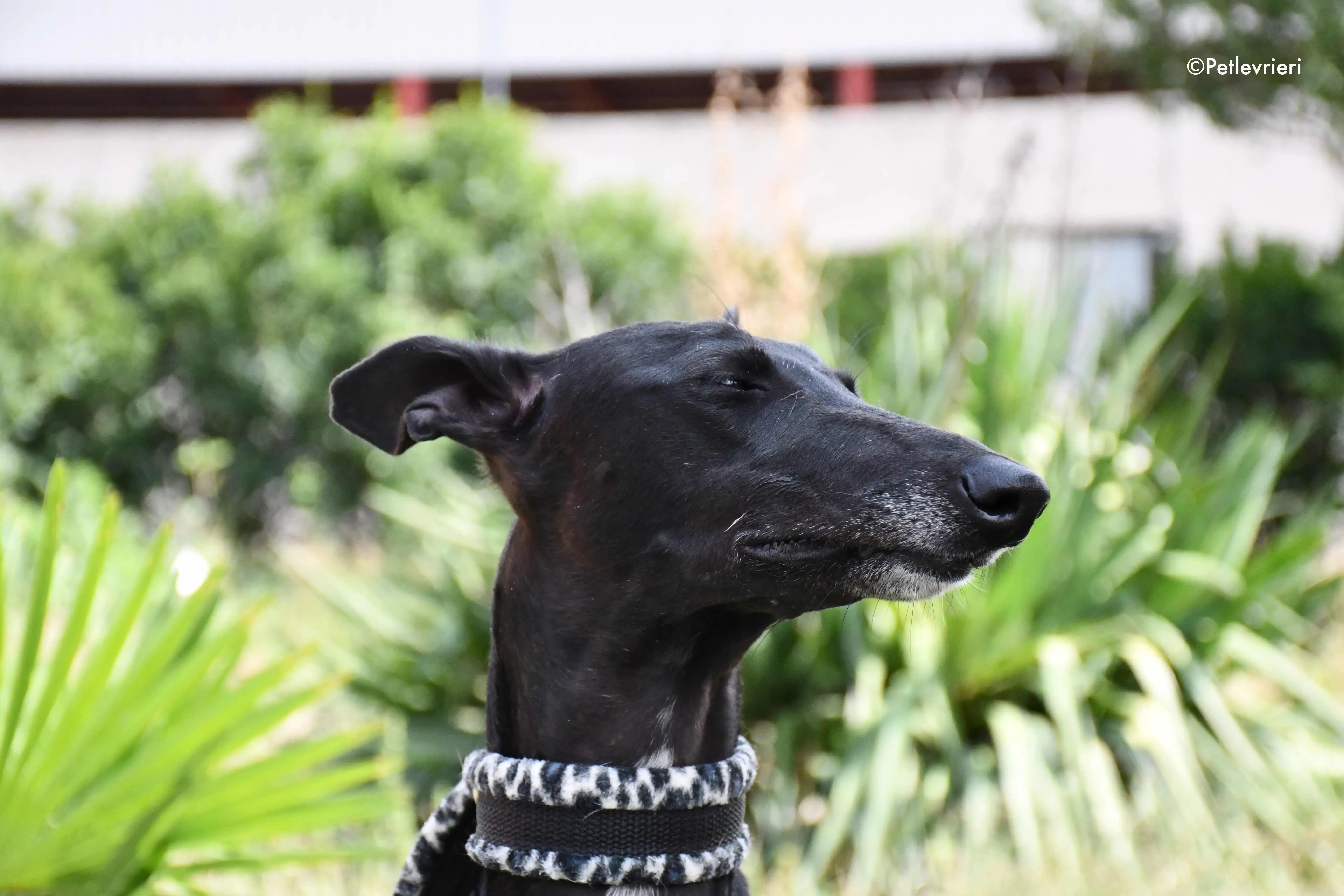 soraya adozione levrieri galgo 10