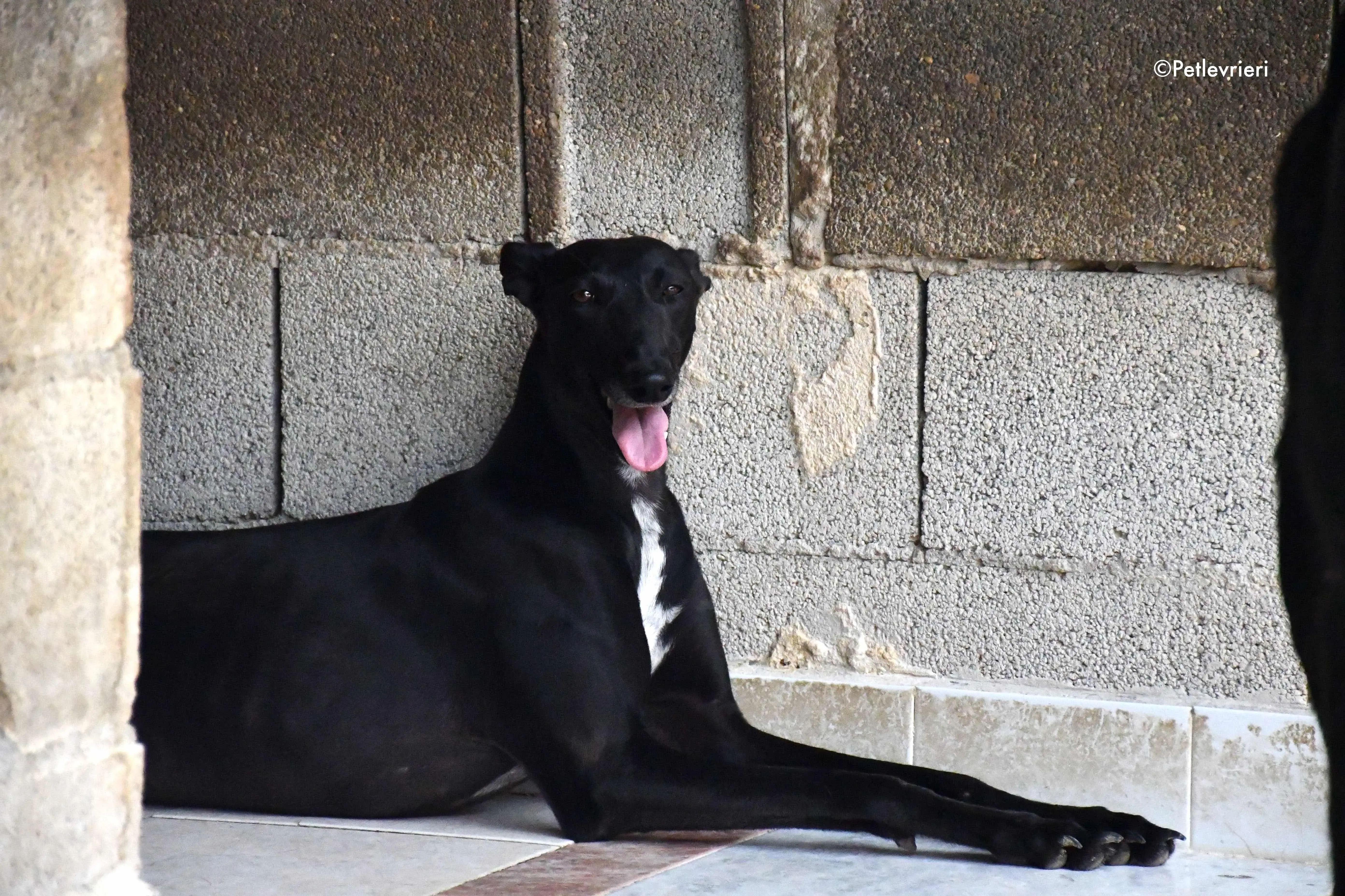 soraya adozione levrieri galgo 2