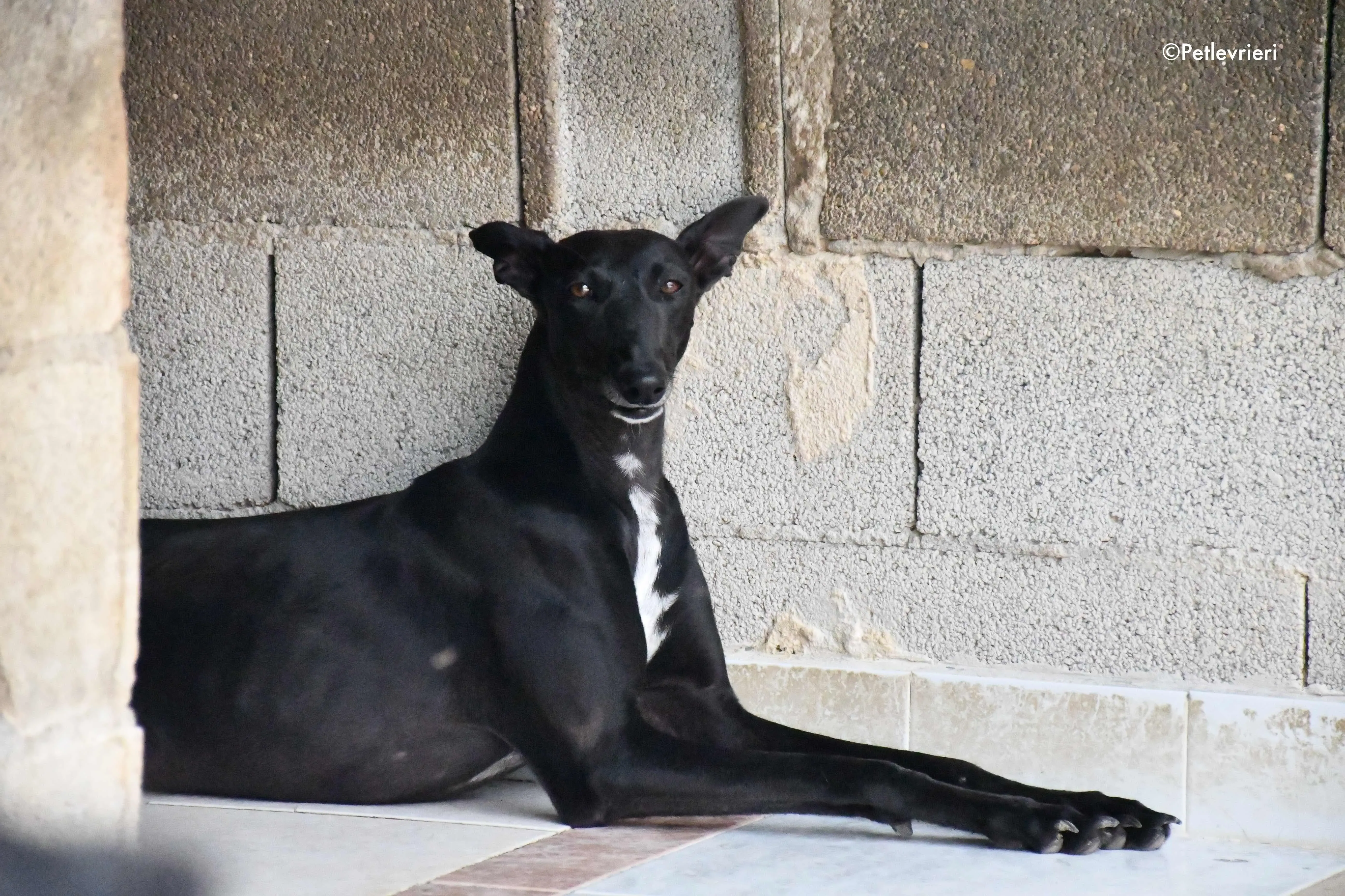 soraya adozione levrieri galgo 3