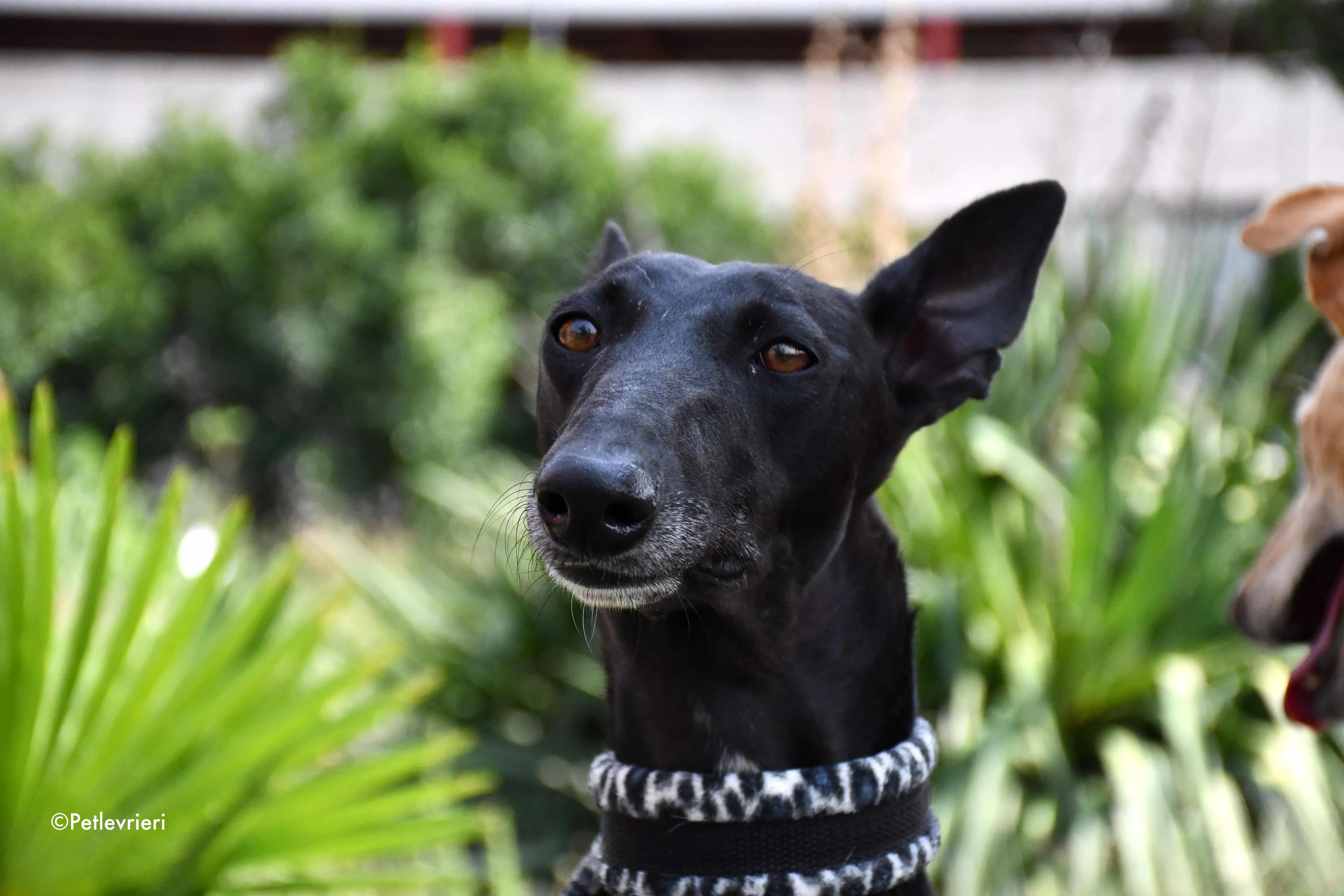 soraya adozione levrieri galgo 6