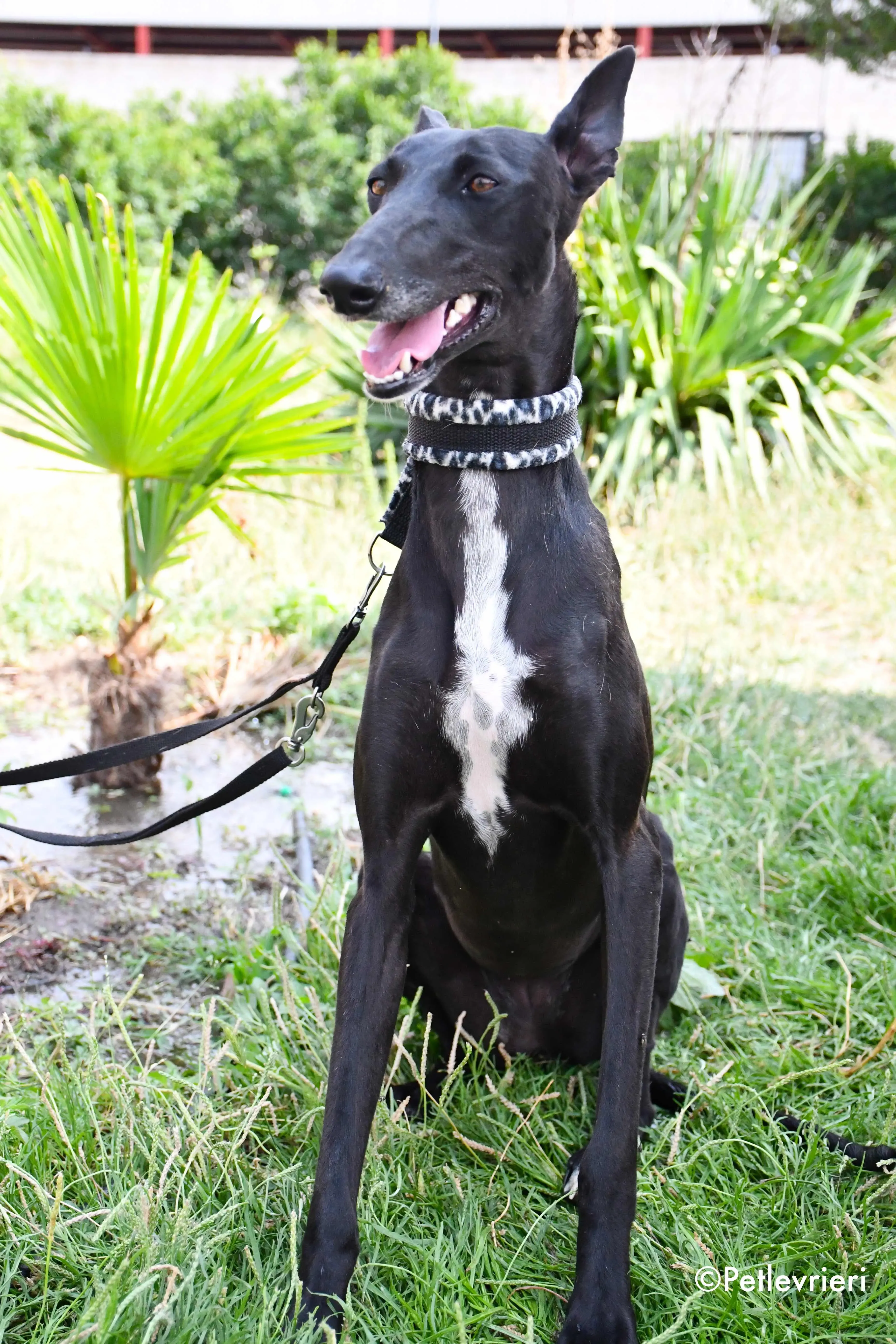 soraya adozione levrieri galgo 8