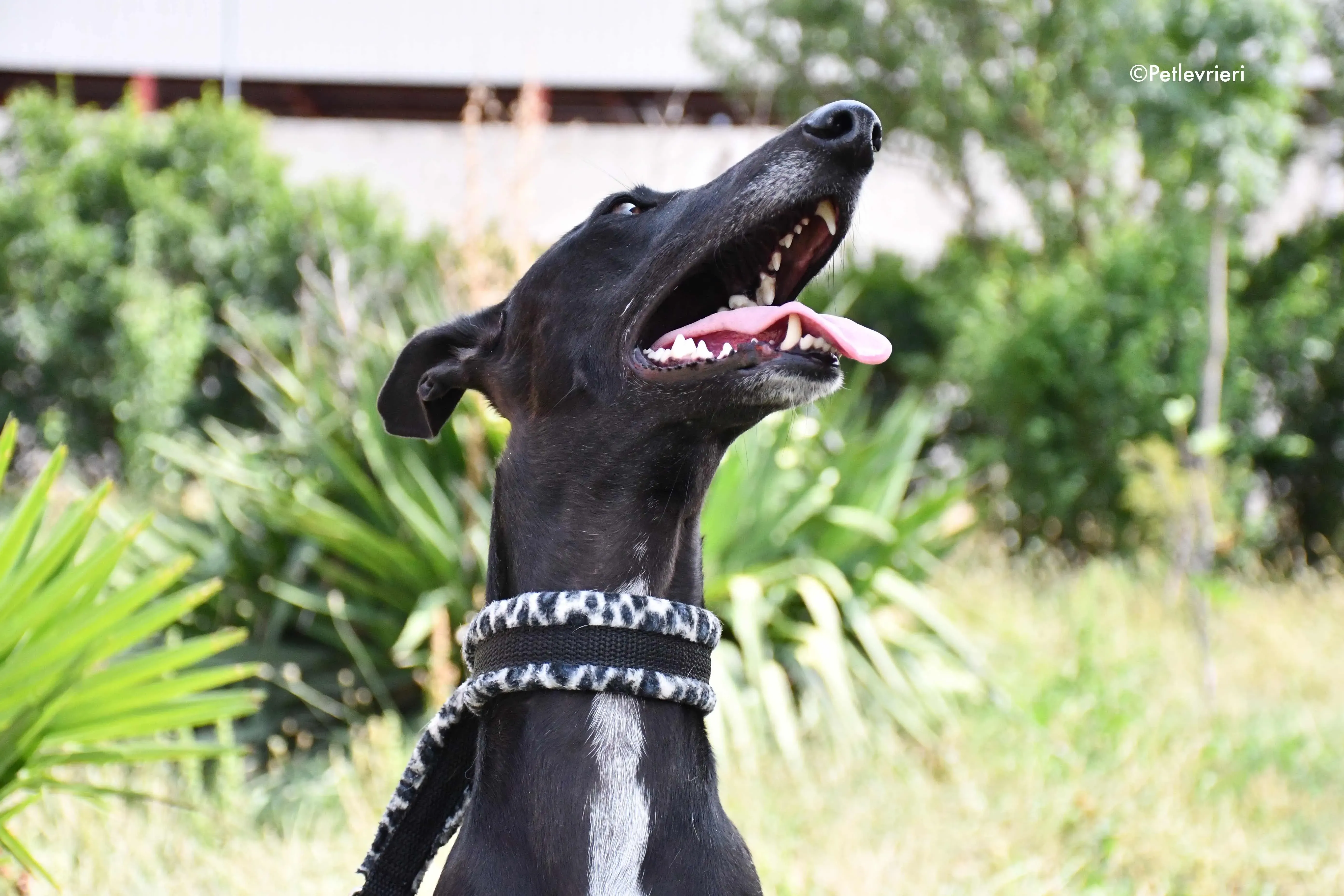 soraya adozione levrieri galgo 9