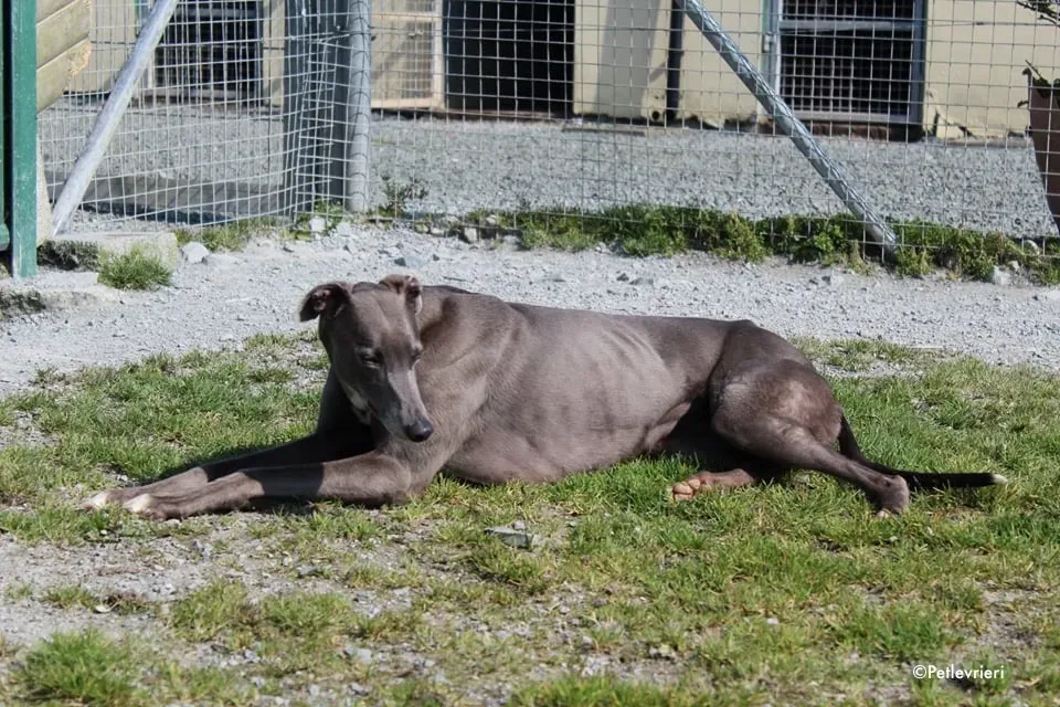 sorcha adozione levrieri greyhound 1