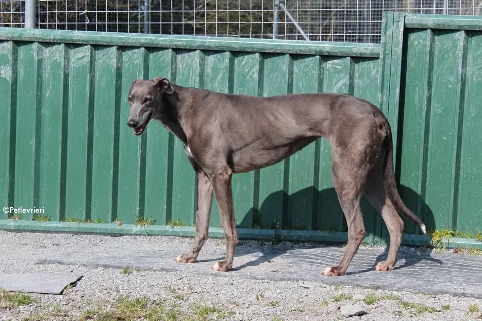 sorcha adozione levrieri greyhound 2