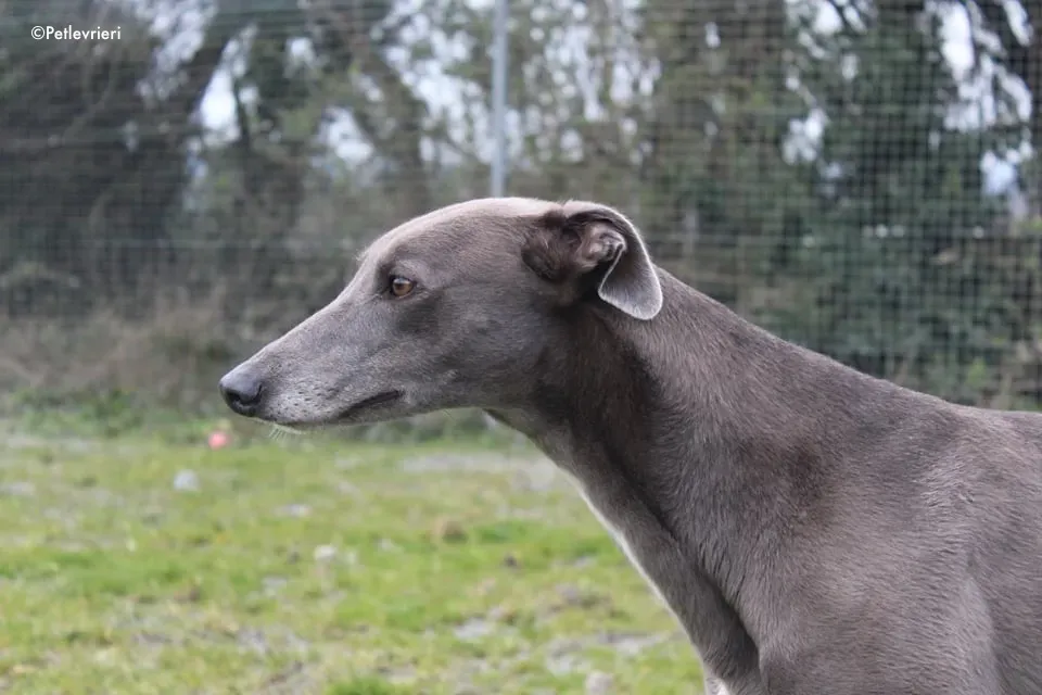 sorcha adozione levrieri greyhound 3