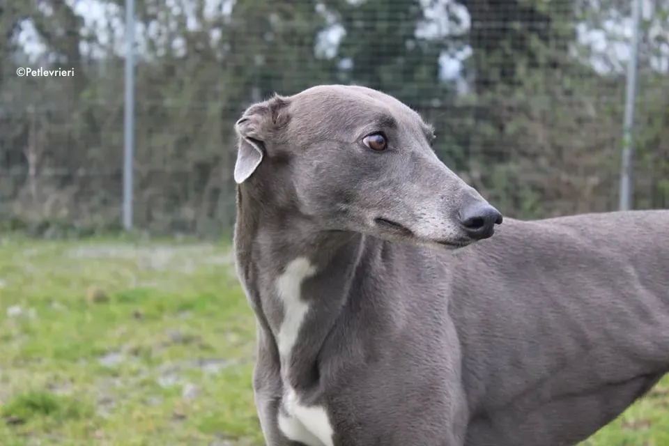 sorcha adozione levrieri greyhound 4