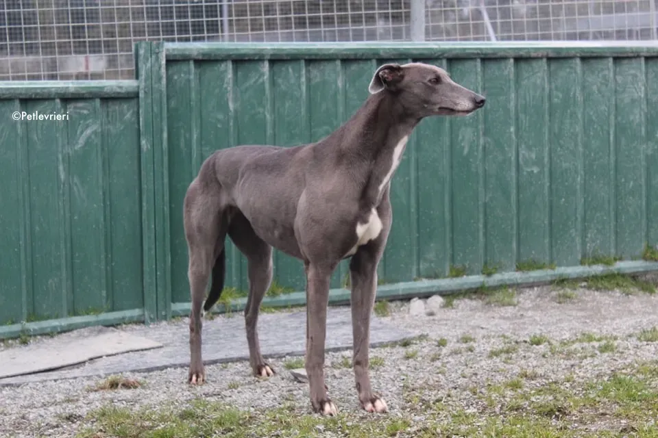 sorcha adozione levrieri greyhound 5
