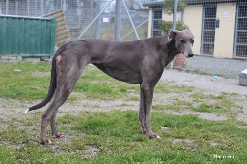sorcha adozione levrieri greyhound 6