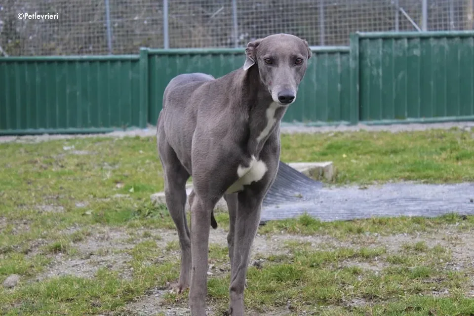 sorcha adozione levrieri greyhound 7