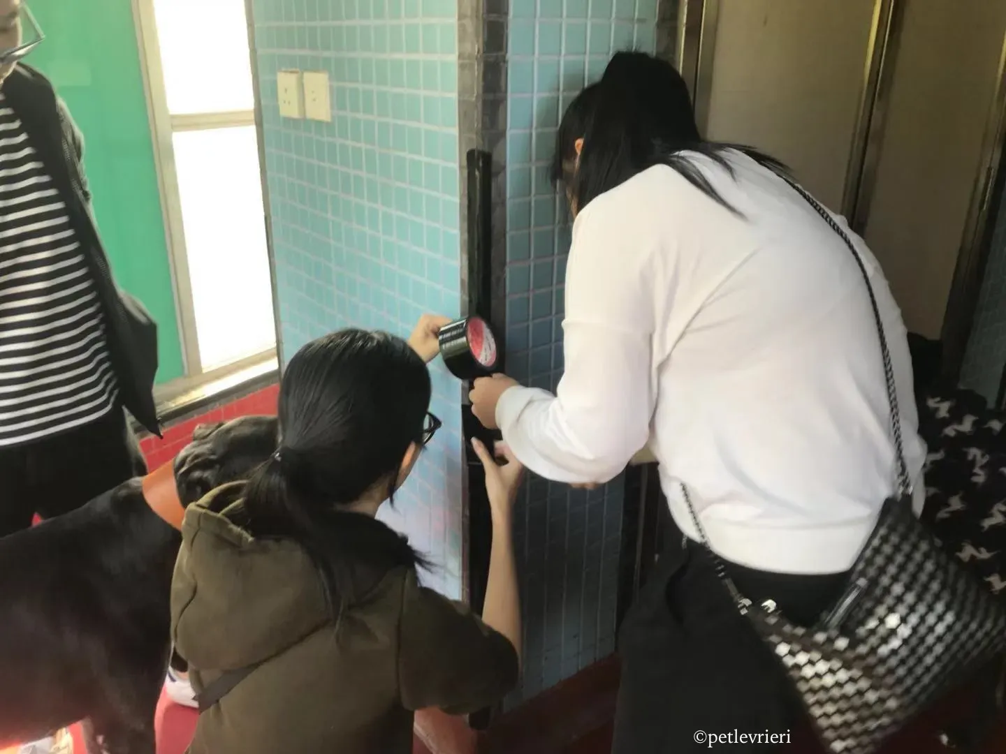 sparky adozione greyhound macao 1