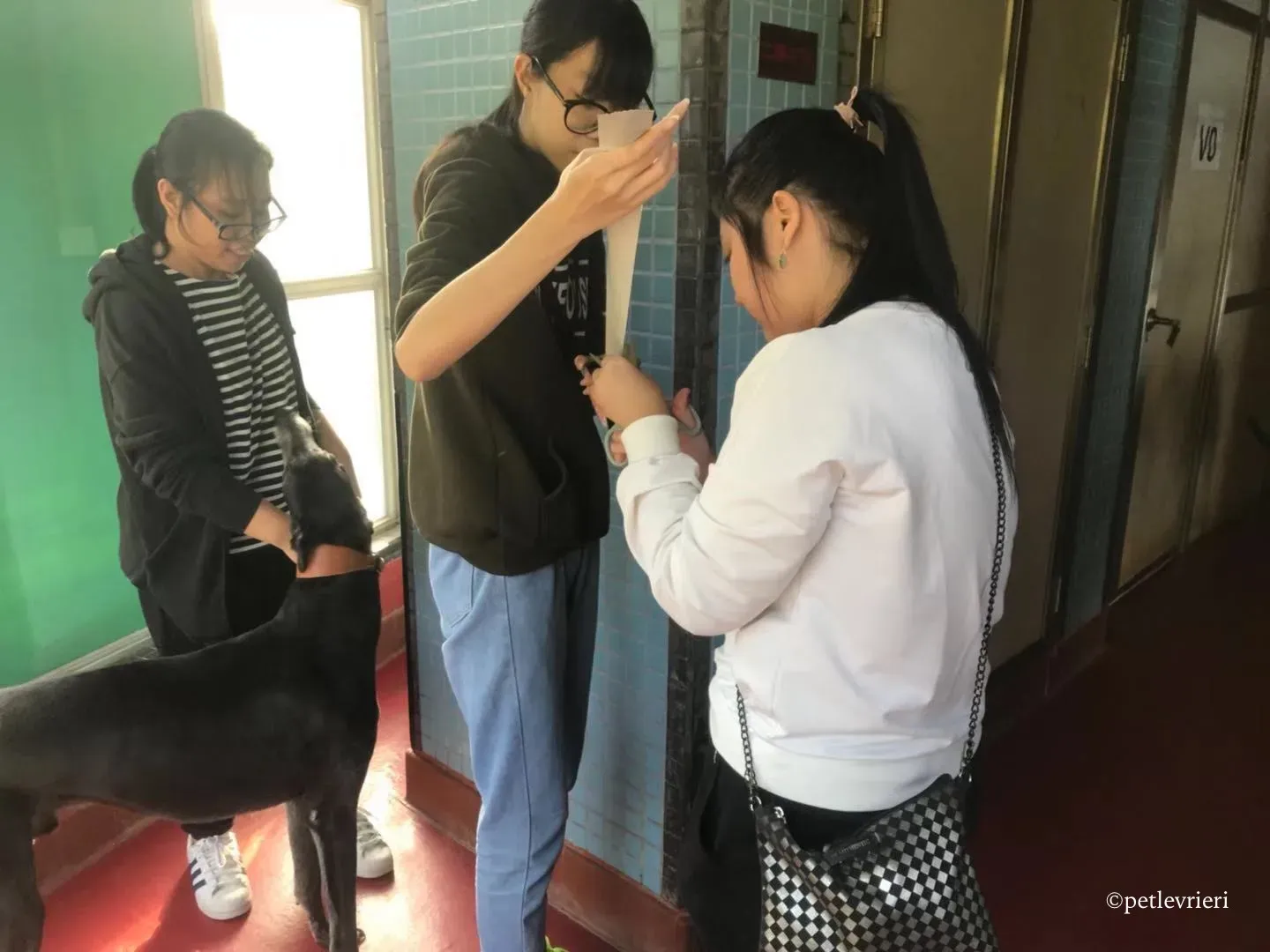 sparky adozione greyhound macao 2