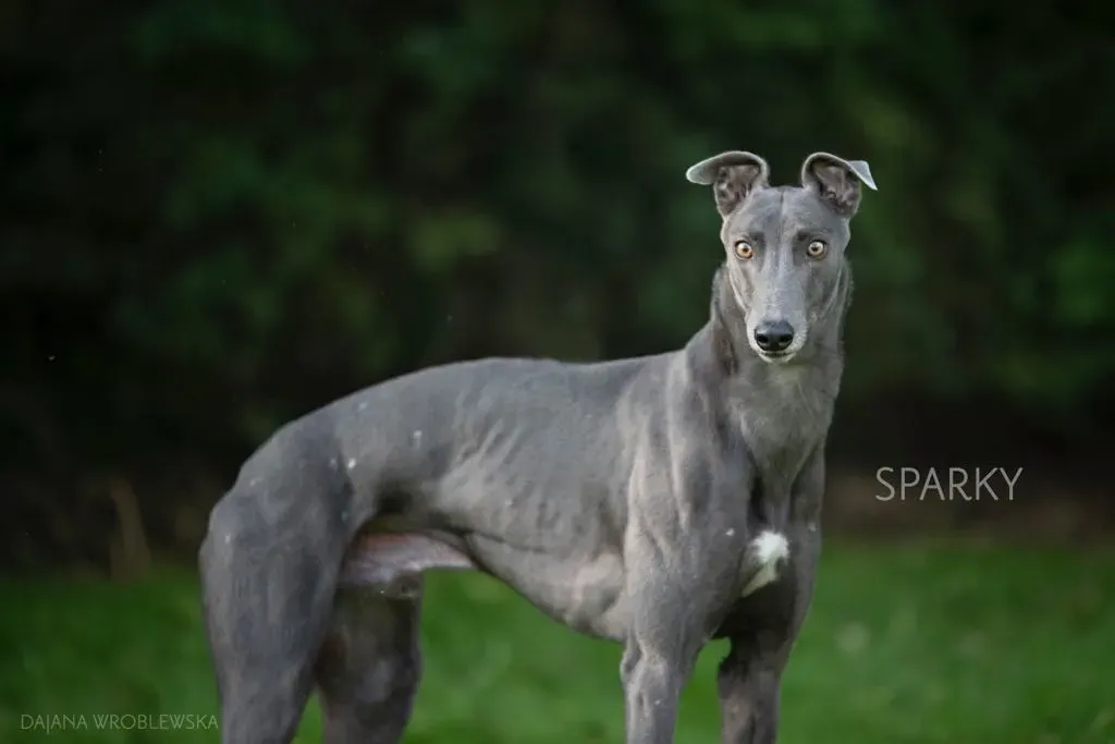 sparky adozione levrieri greyhound 1