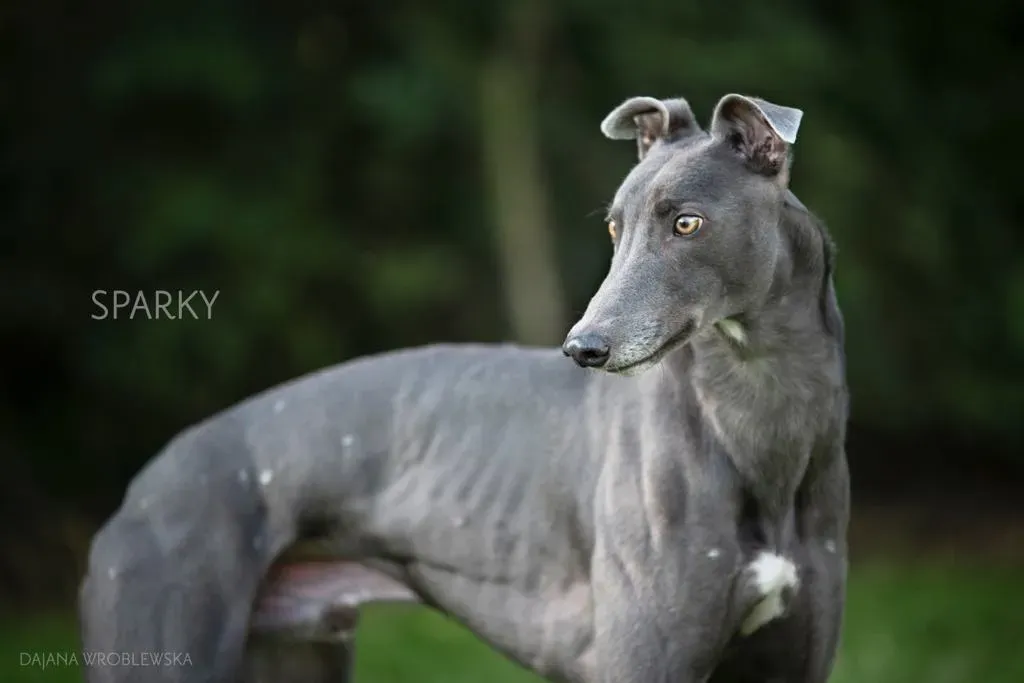 sparky adozione levrieri greyhound 2