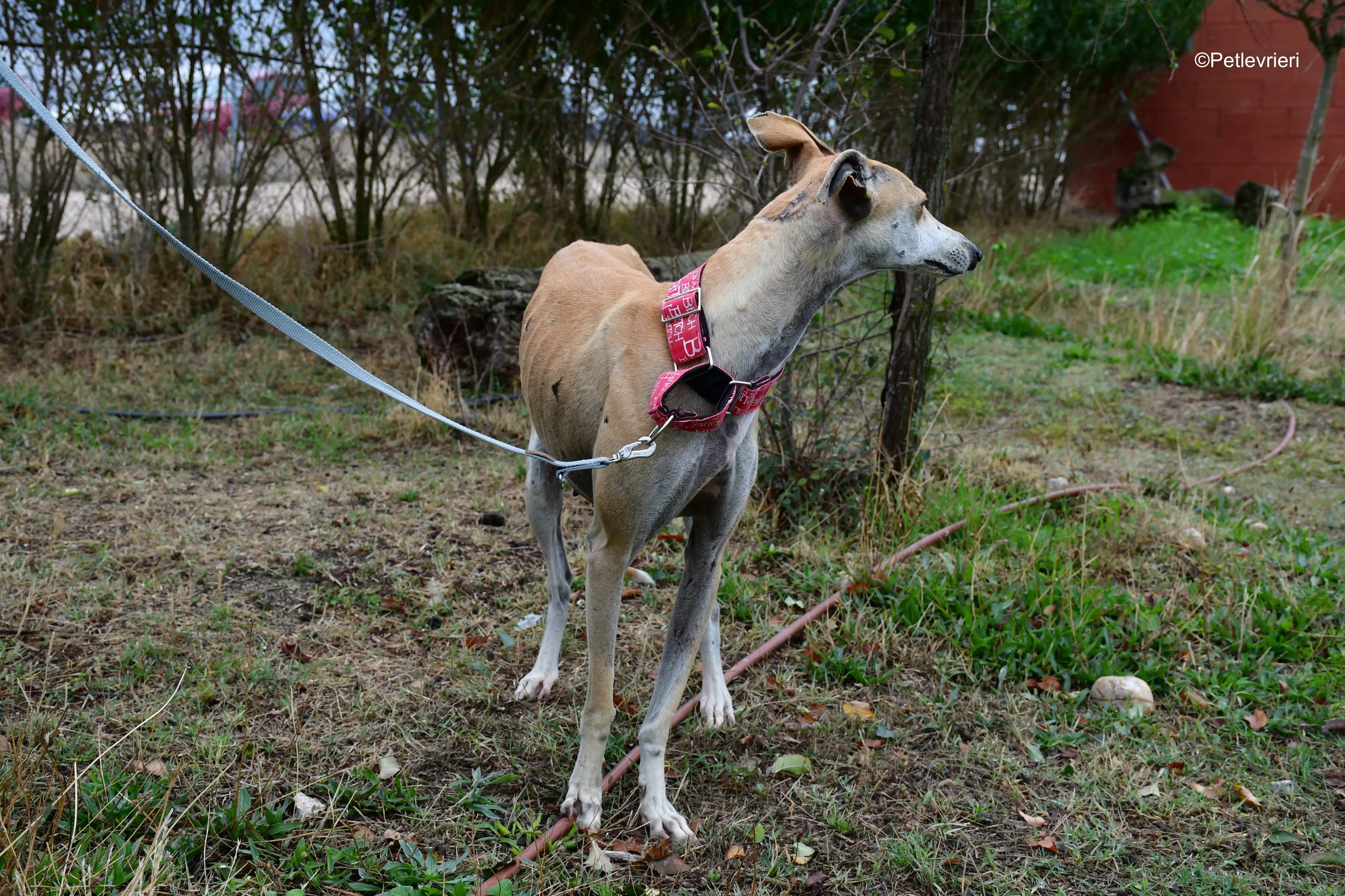 spikki adozione levrieri galgo 1