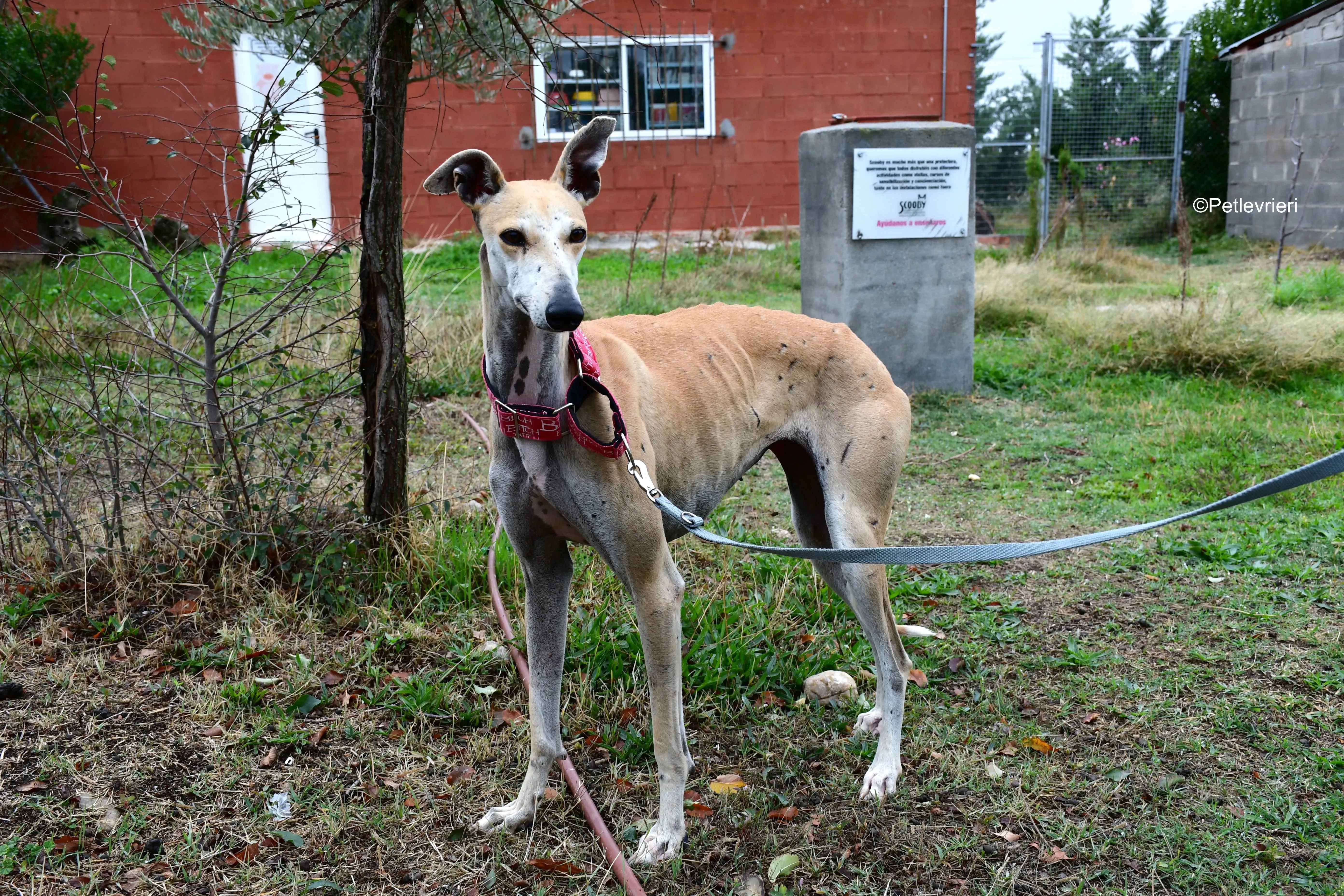spikki adozione levrieri galgo 10
