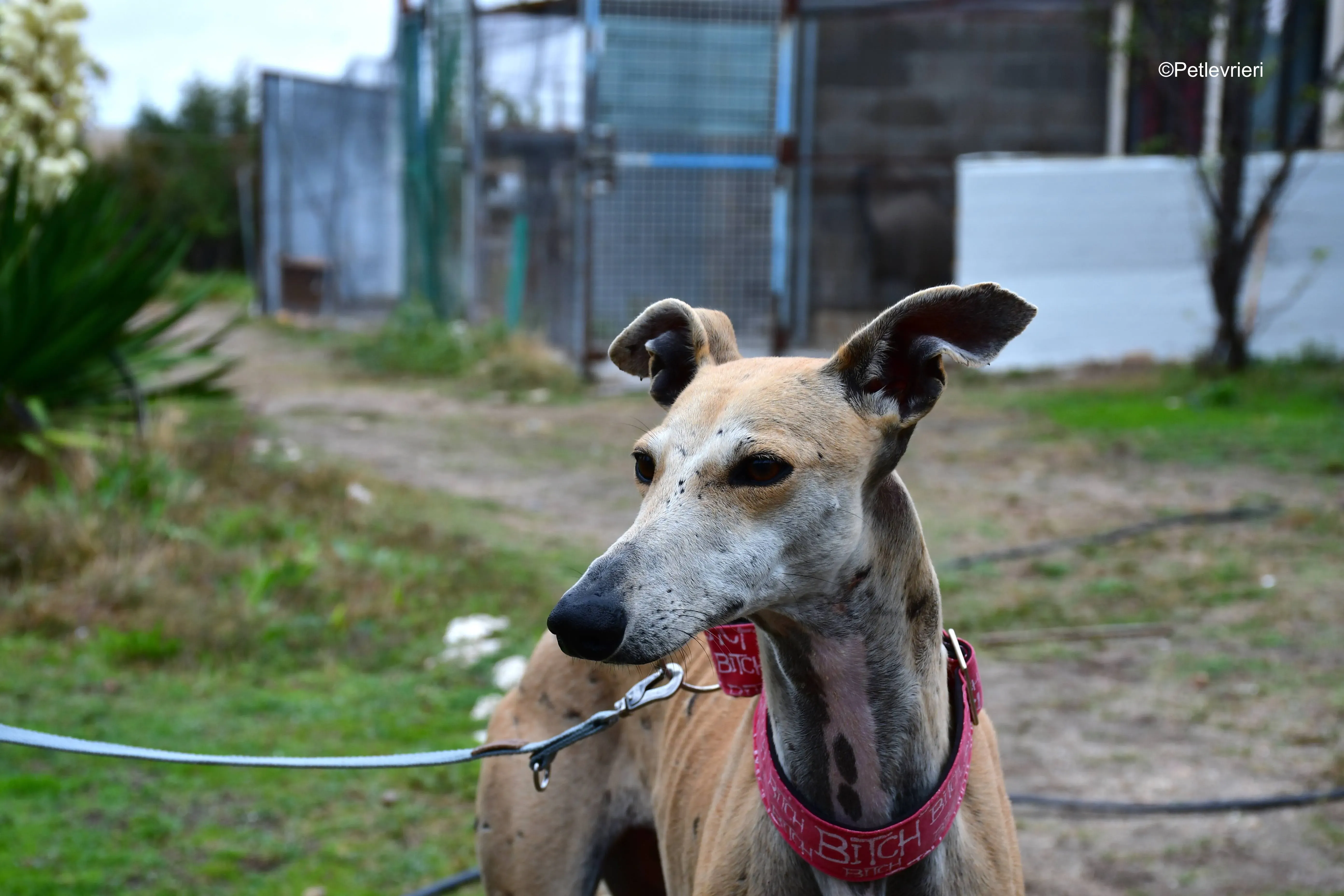 spikki adozione levrieri galgo 11