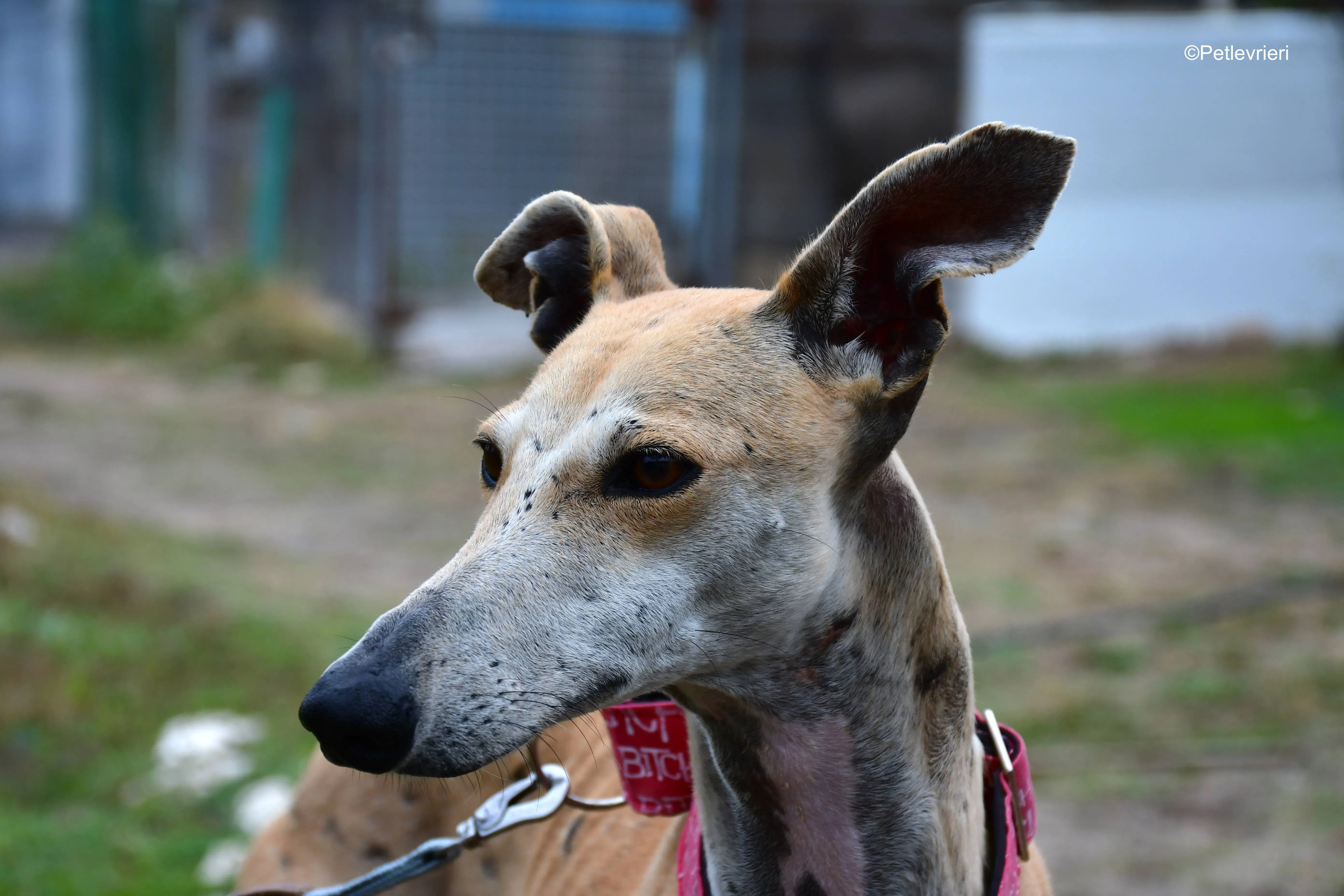 spikki adozione levrieri galgo 12