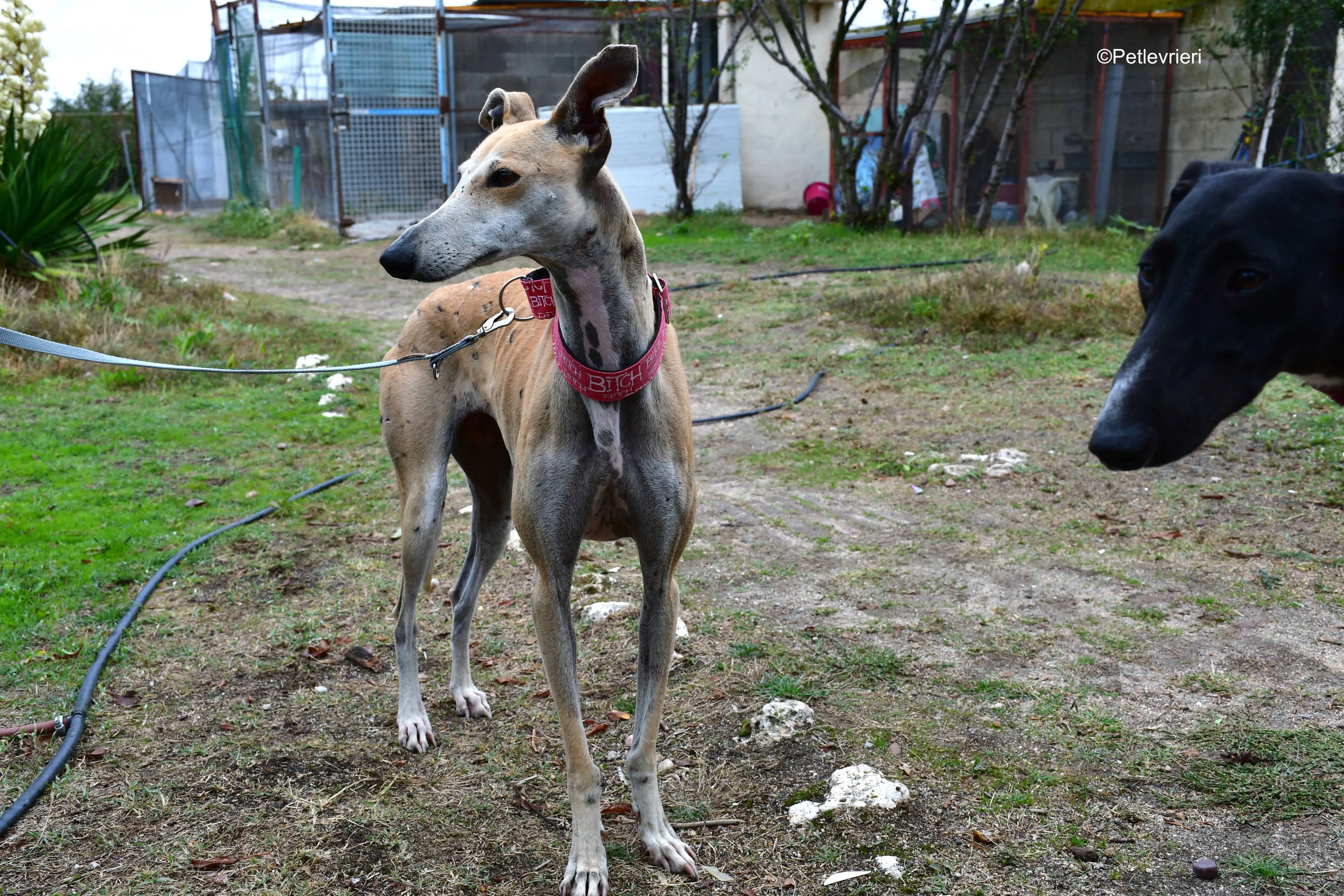 spikki adozione levrieri galgo 13