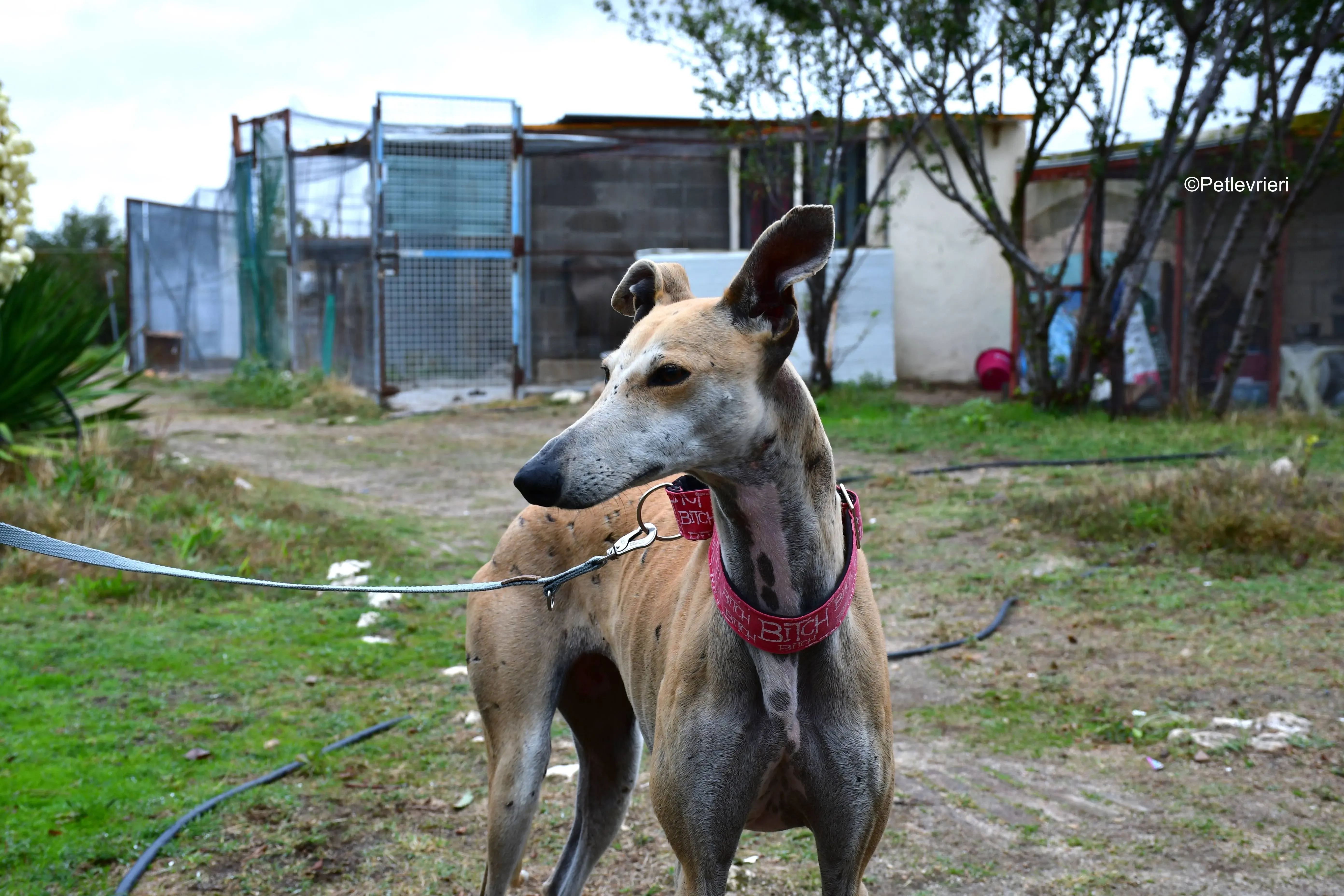 spikki adozione levrieri galgo 14