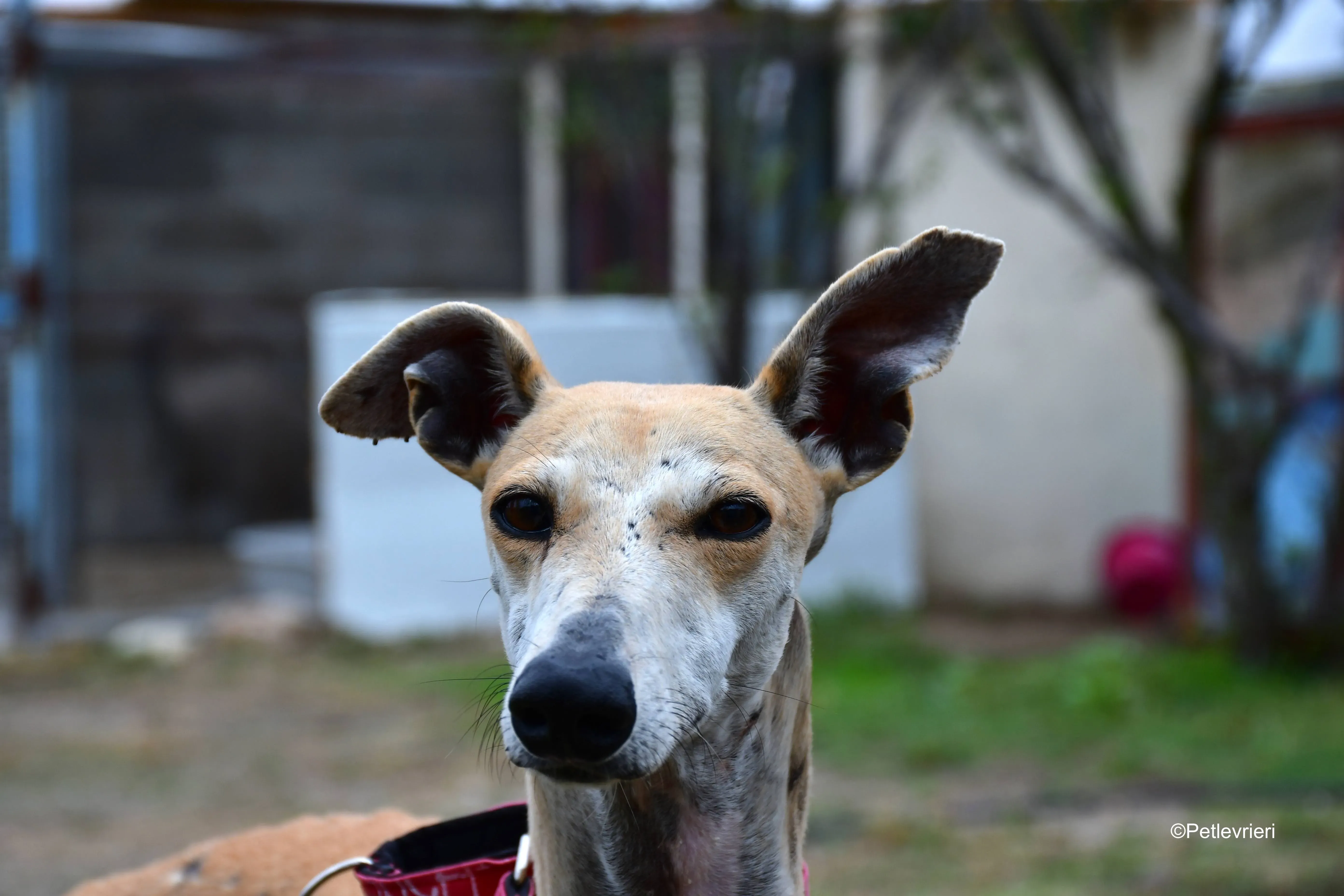 spikki adozione levrieri galgo 15