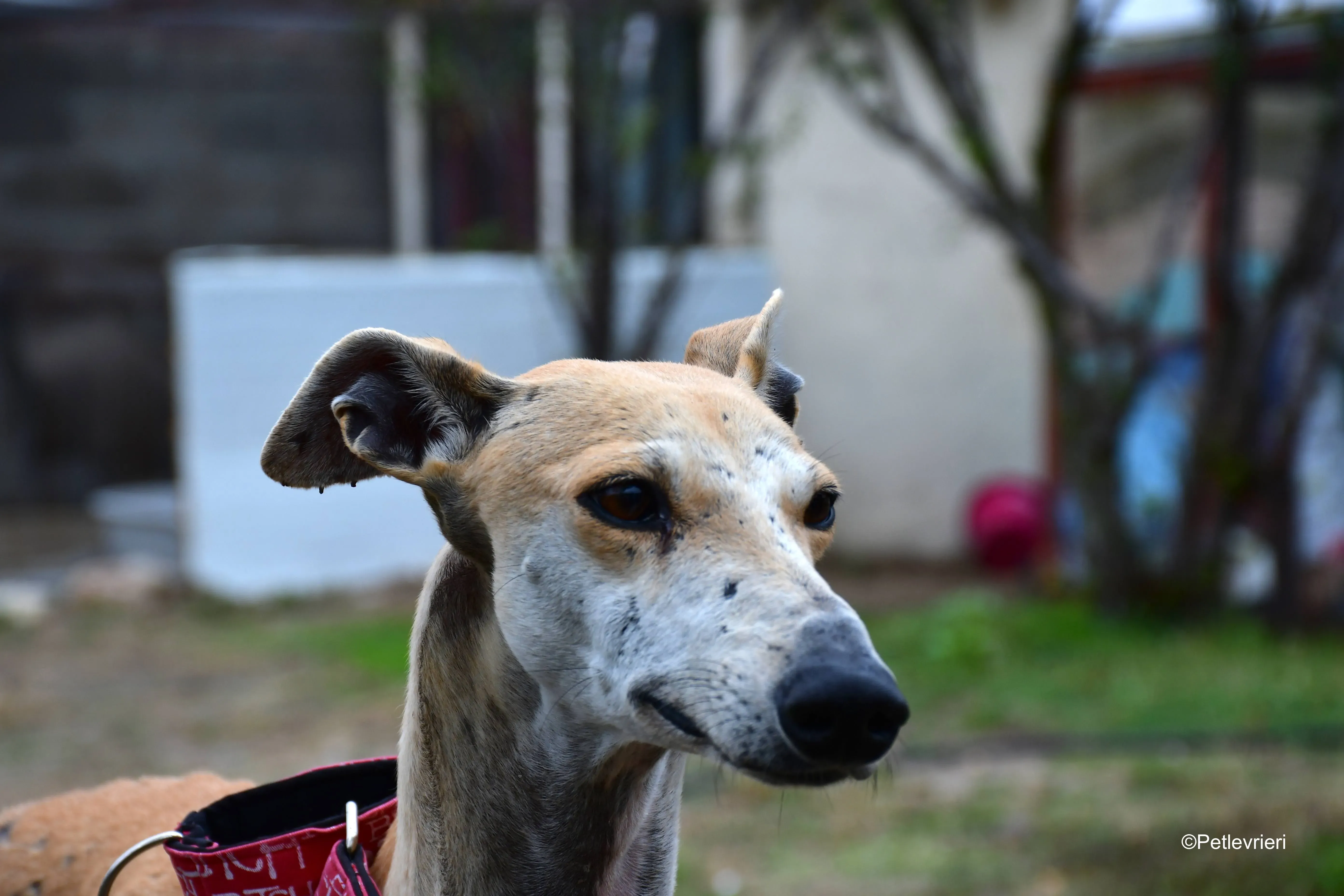 spikki adozione levrieri galgo 16
