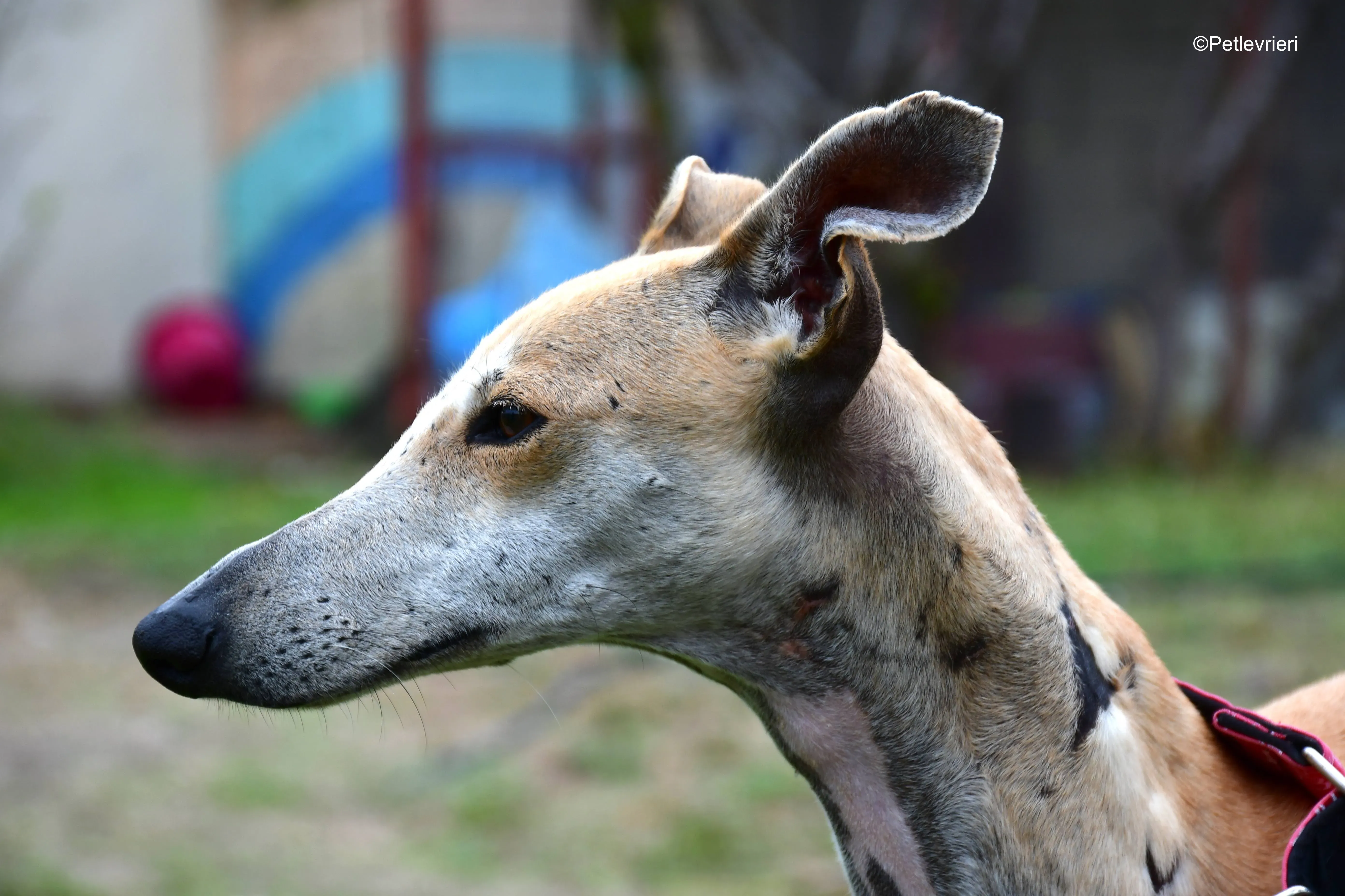 spikki adozione levrieri galgo 17