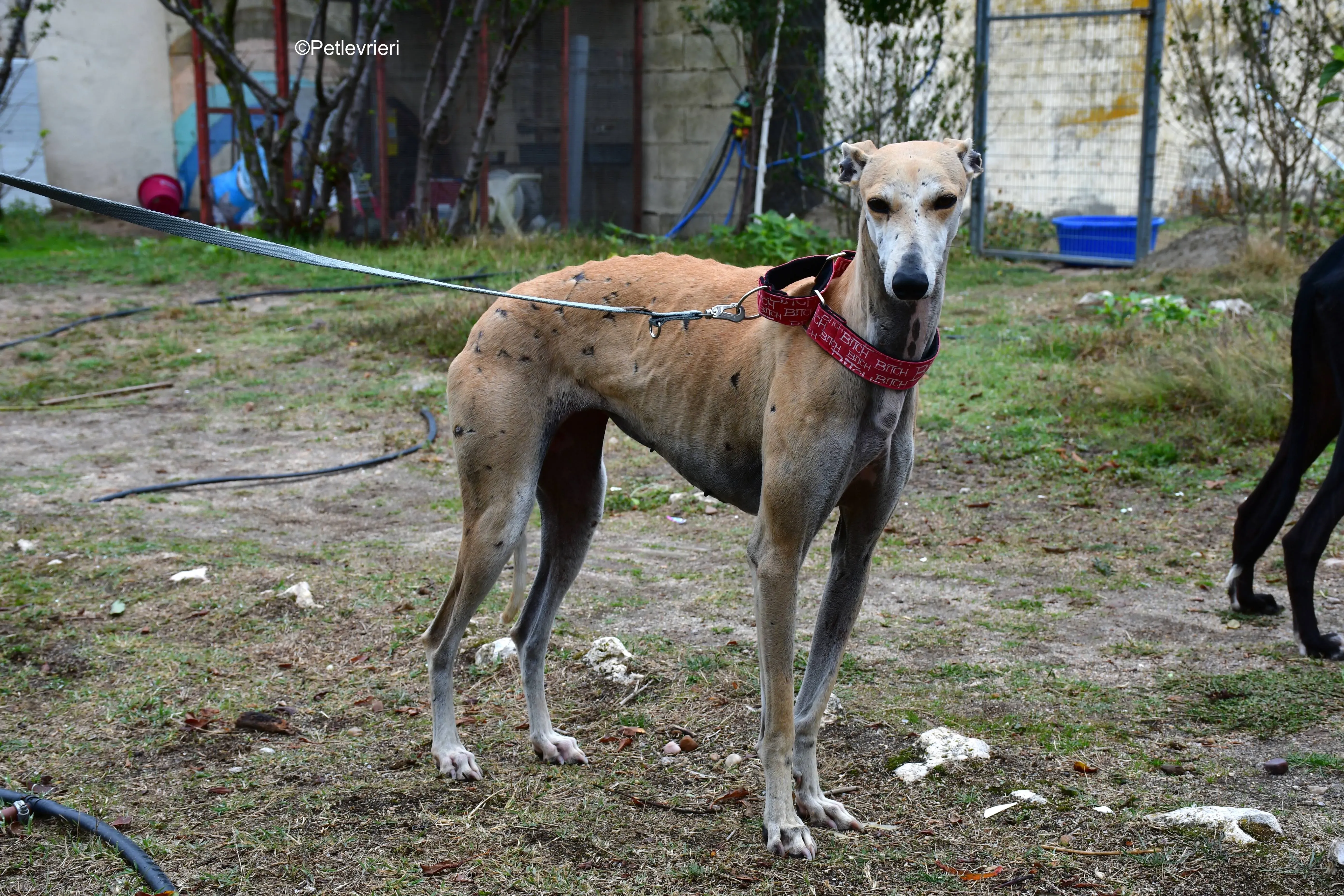 spikki adozione levrieri galgo 18
