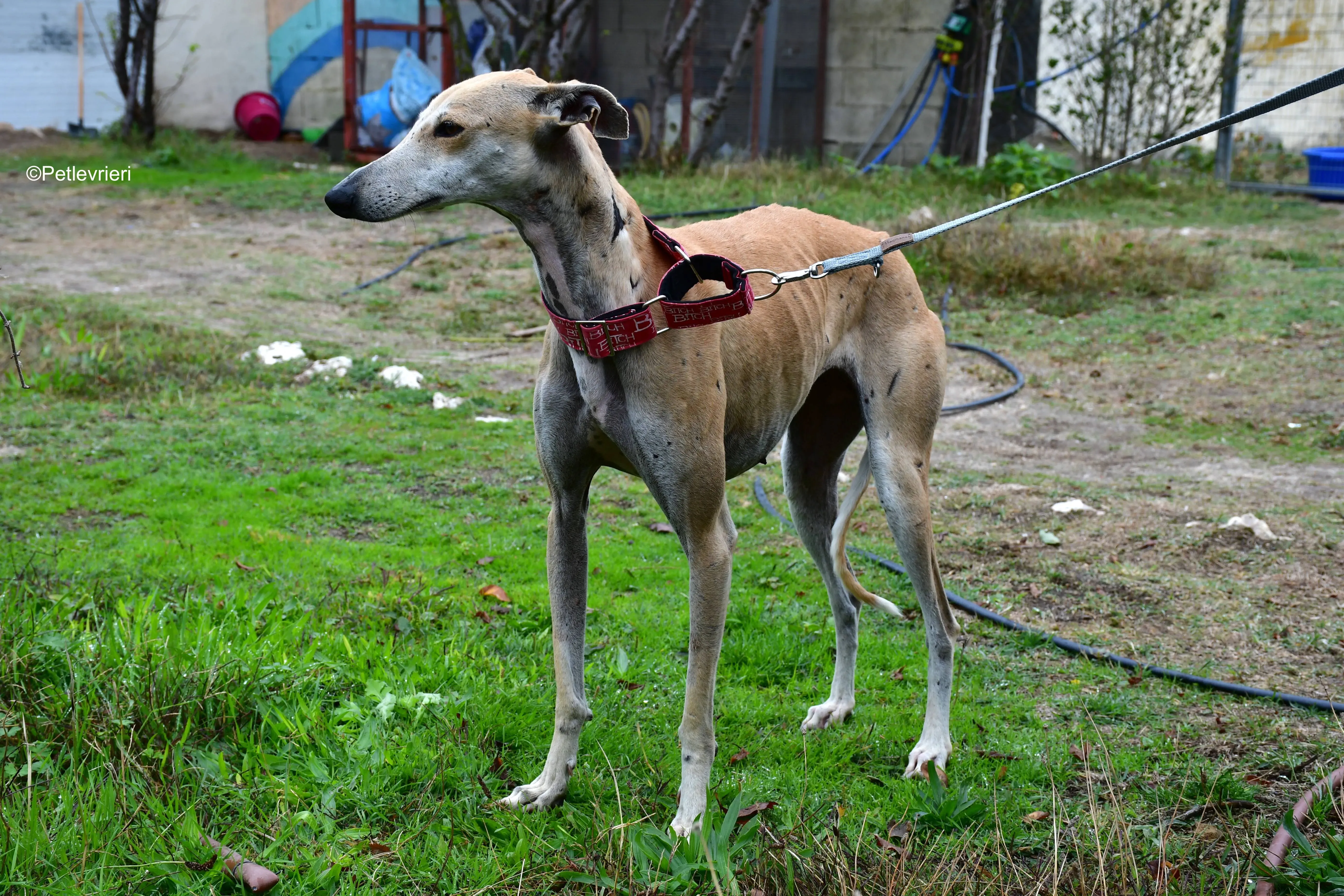spikki adozione levrieri galgo 19