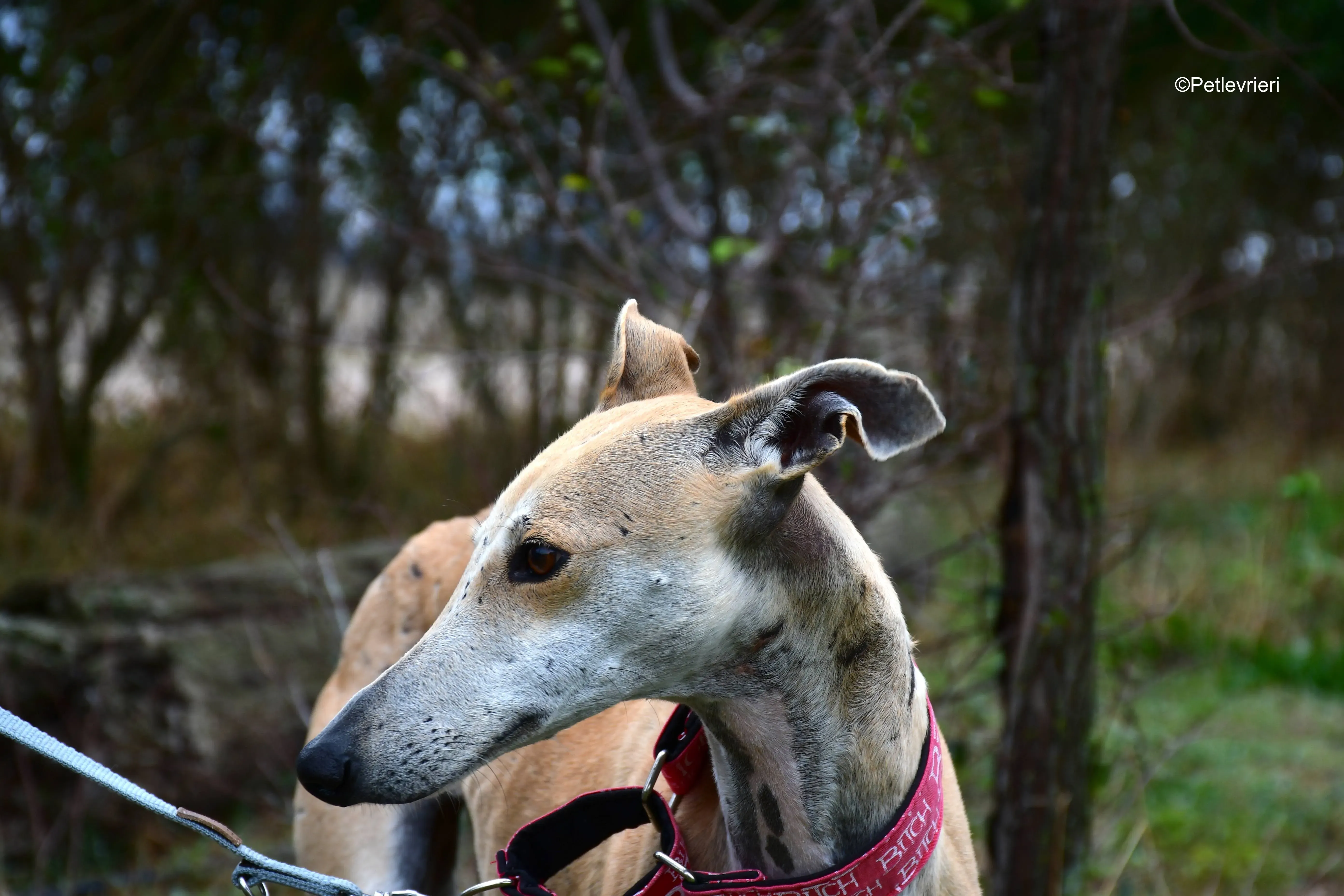 spikki adozione levrieri galgo 2