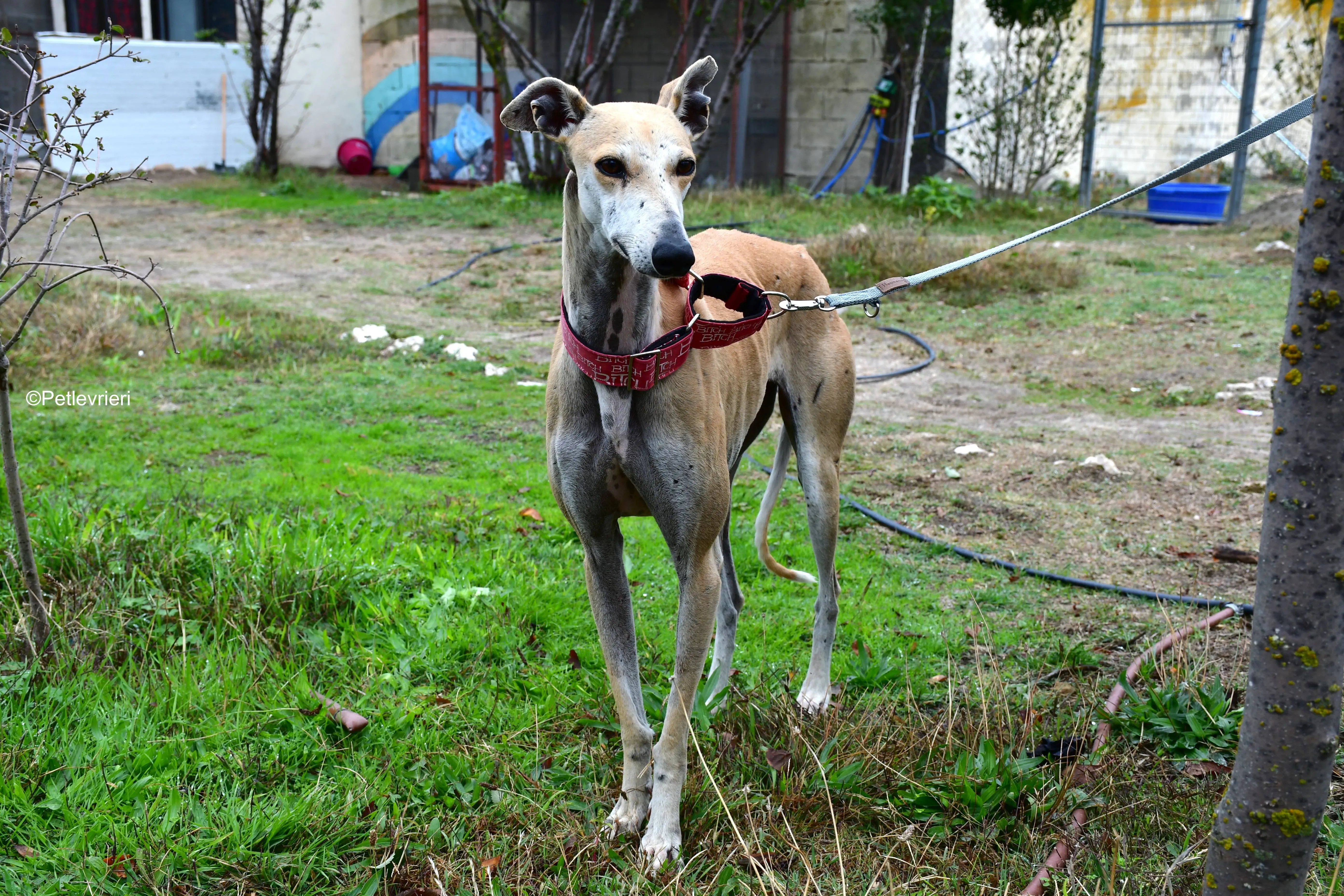 spikki adozione levrieri galgo 20