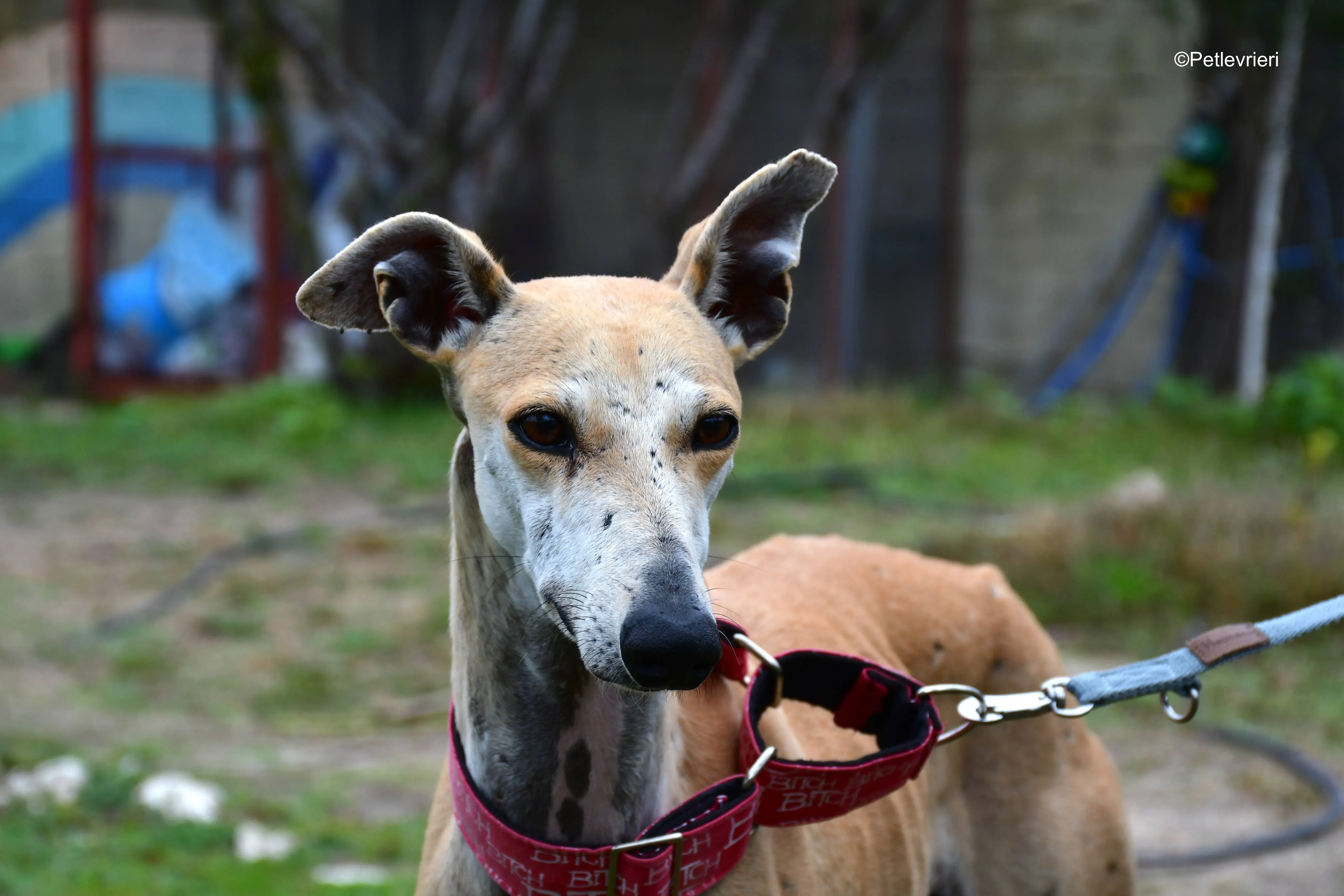 spikki adozione levrieri galgo 21