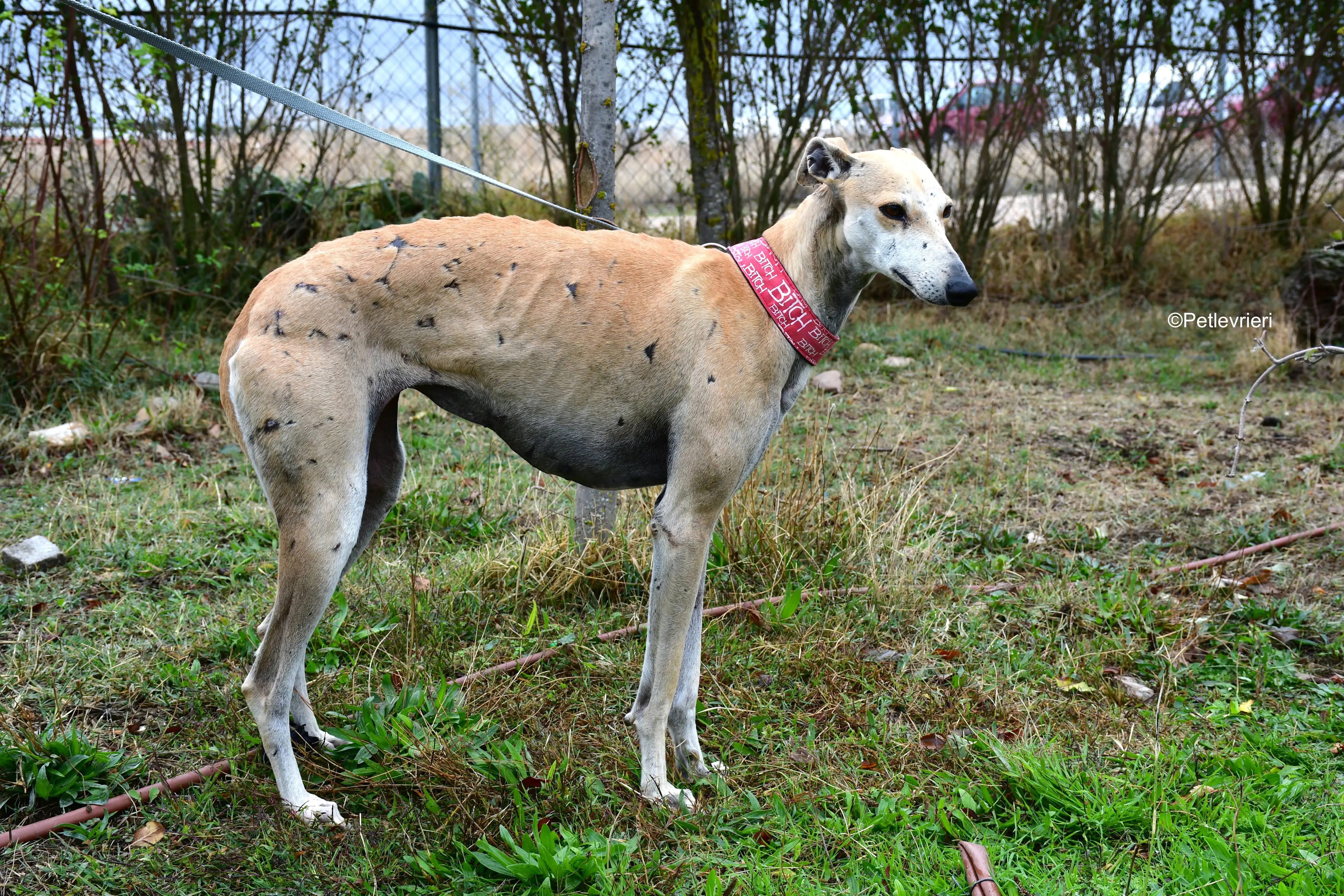 spikki adozione levrieri galgo 22