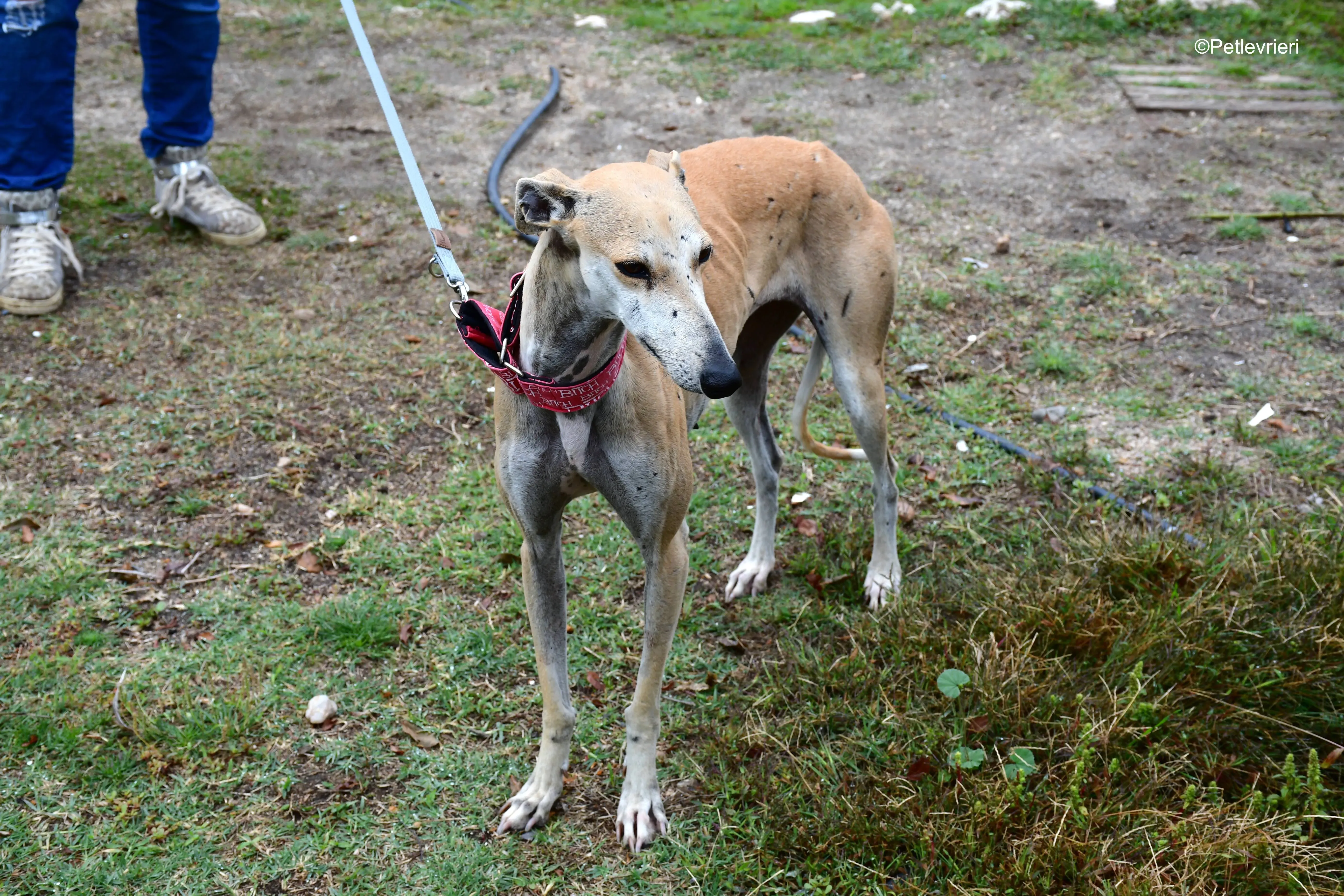 spikki adozione levrieri galgo 23