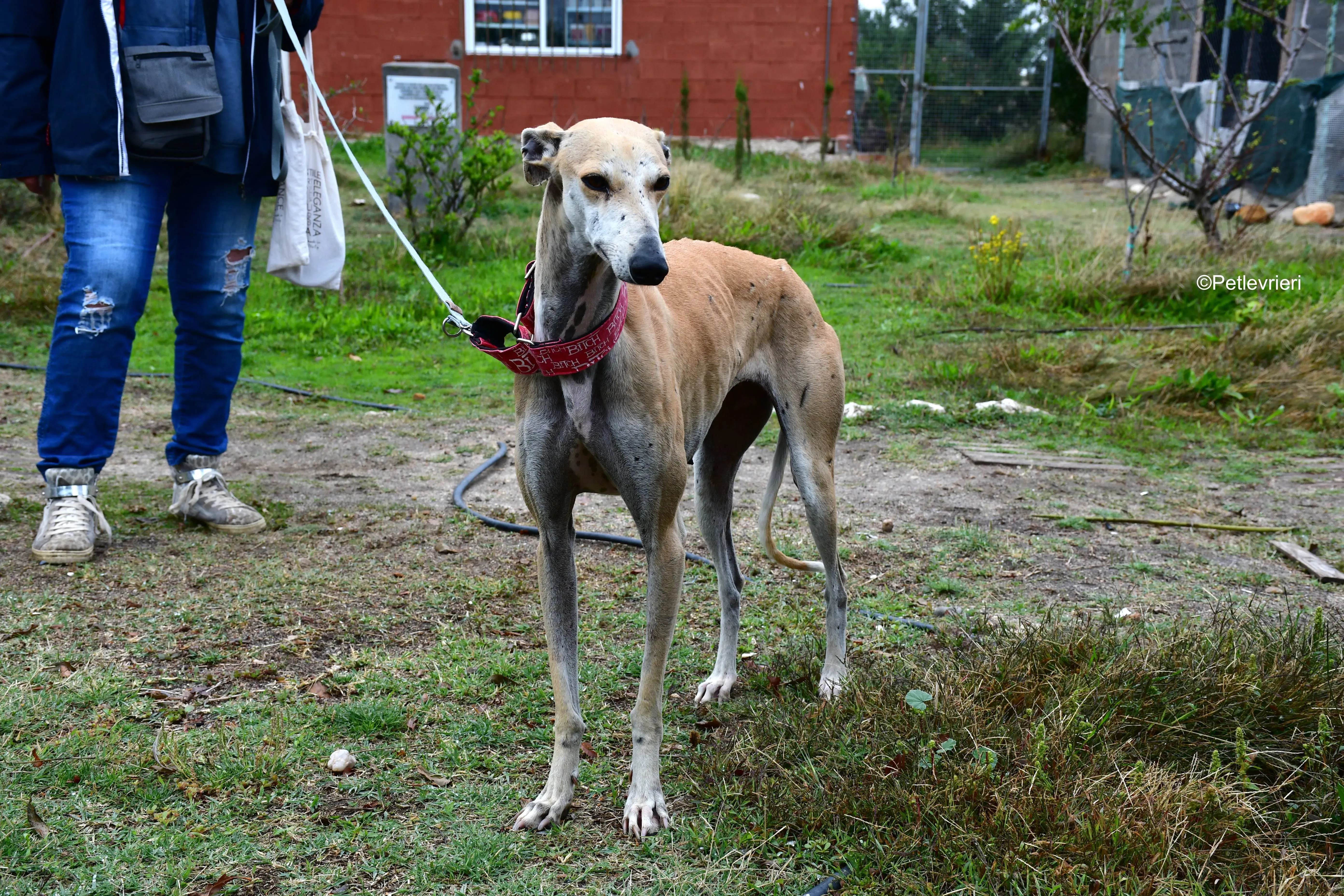 spikki adozione levrieri galgo 24