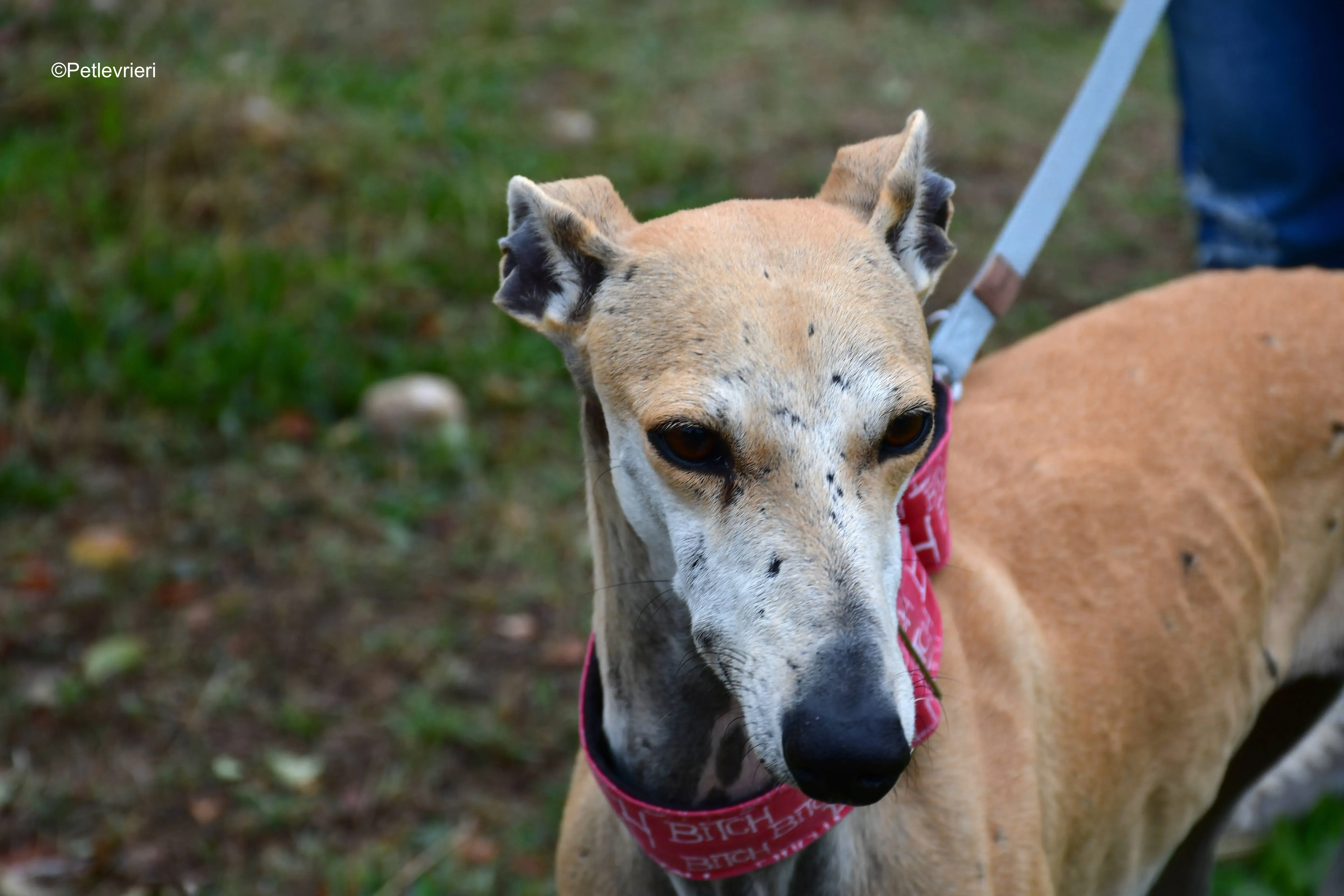 spikki adozione levrieri galgo 3