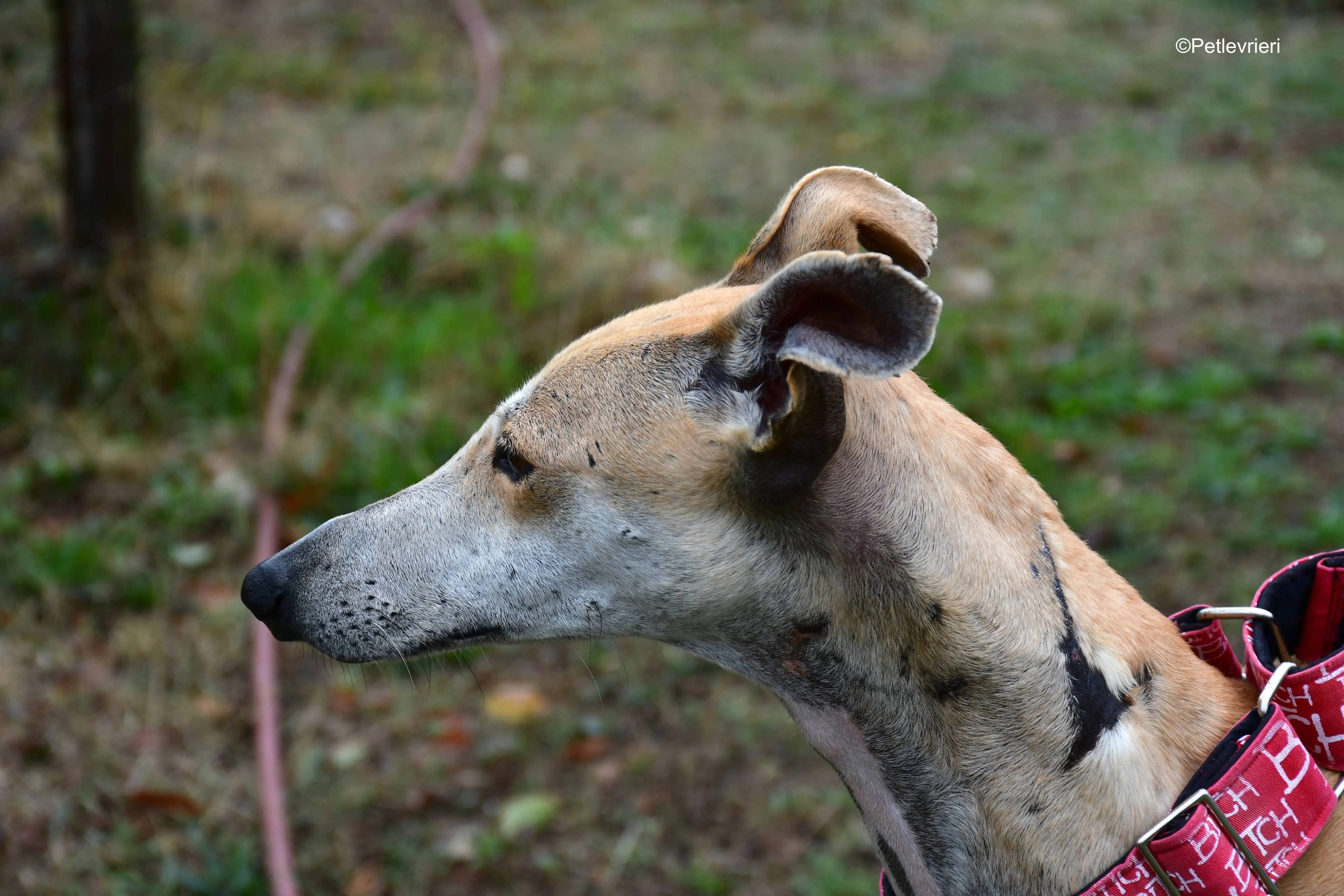 spikki adozione levrieri galgo 4