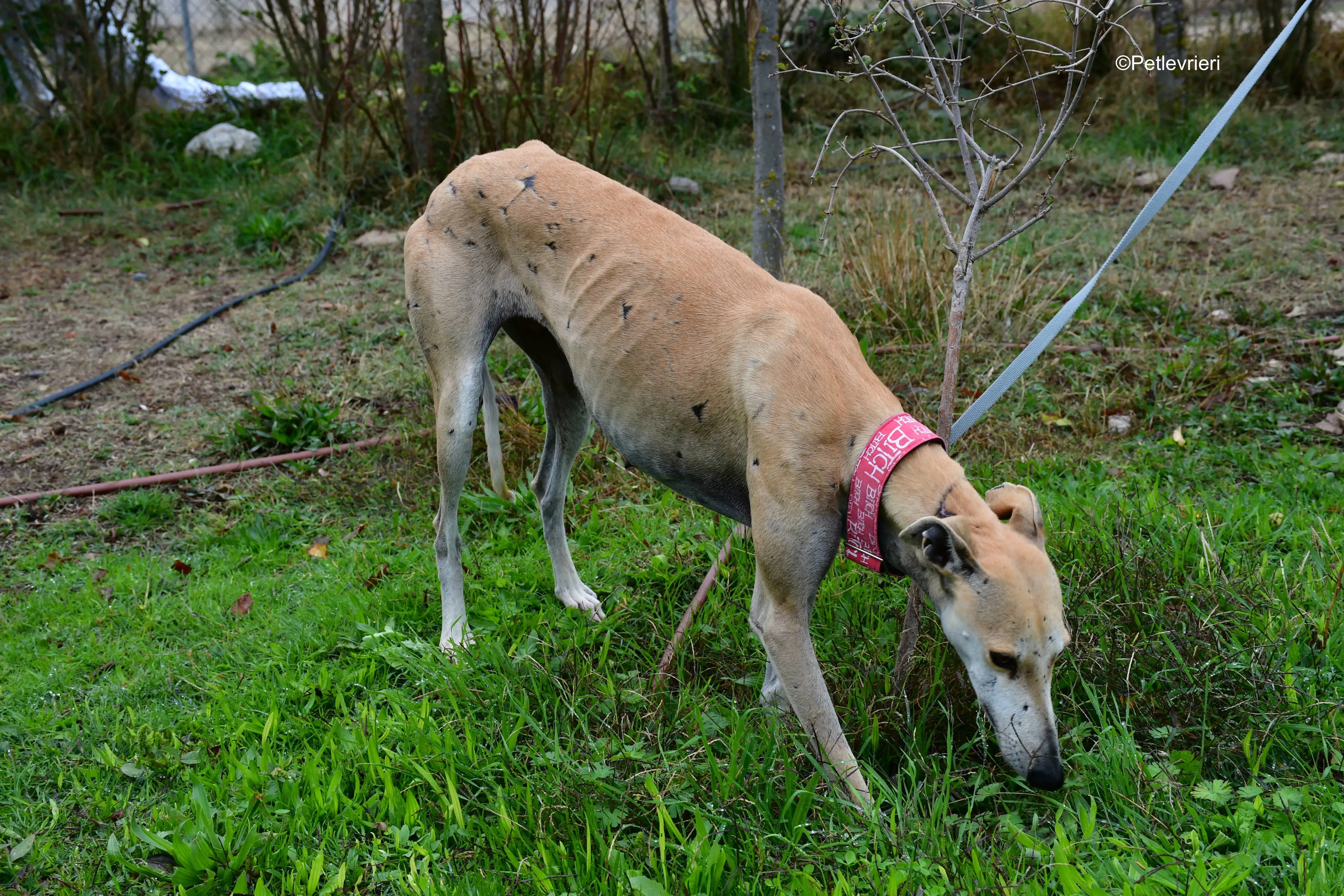 spikki adozione levrieri galgo 5
