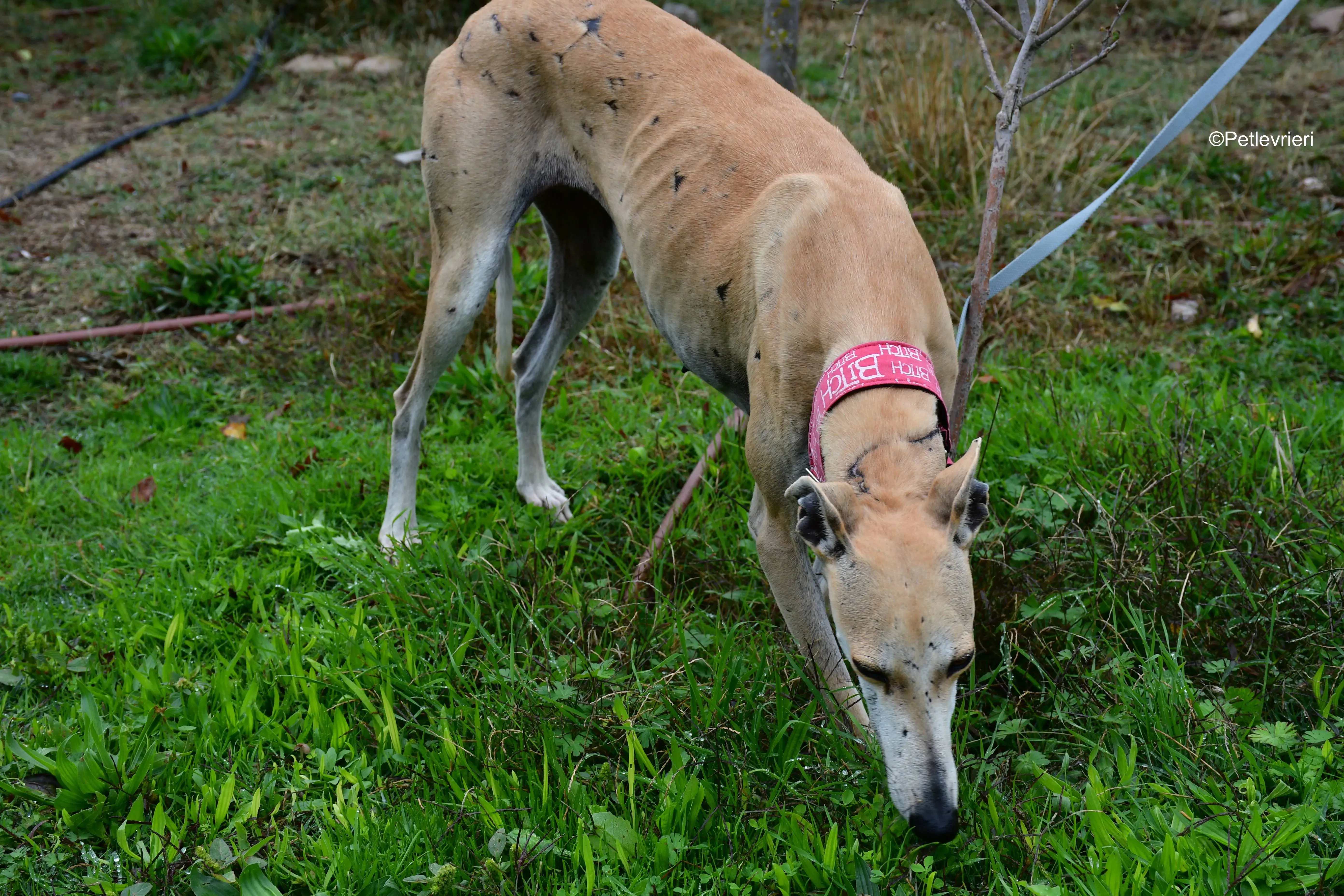 spikki adozione levrieri galgo 6