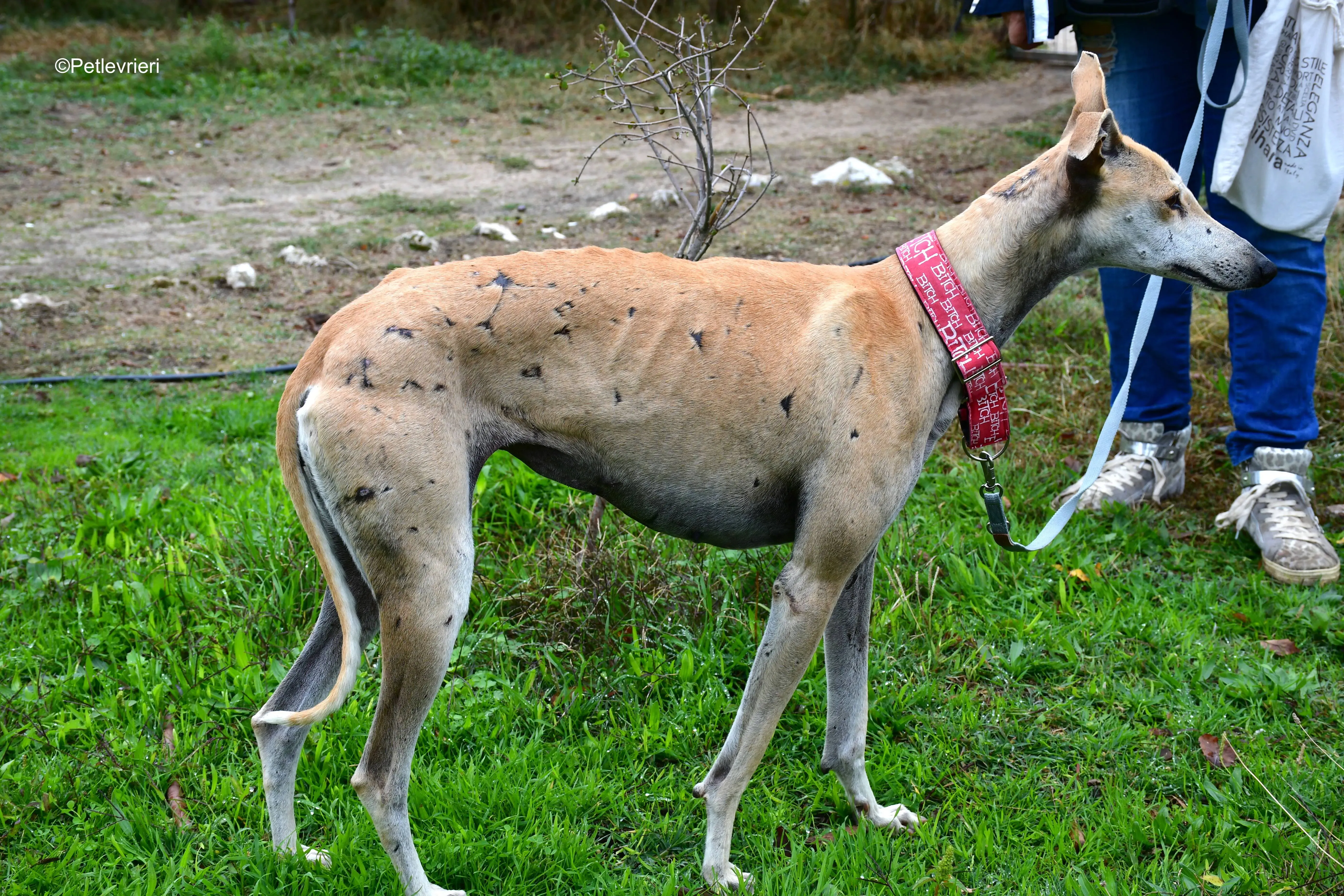 spikki adozione levrieri galgo 7