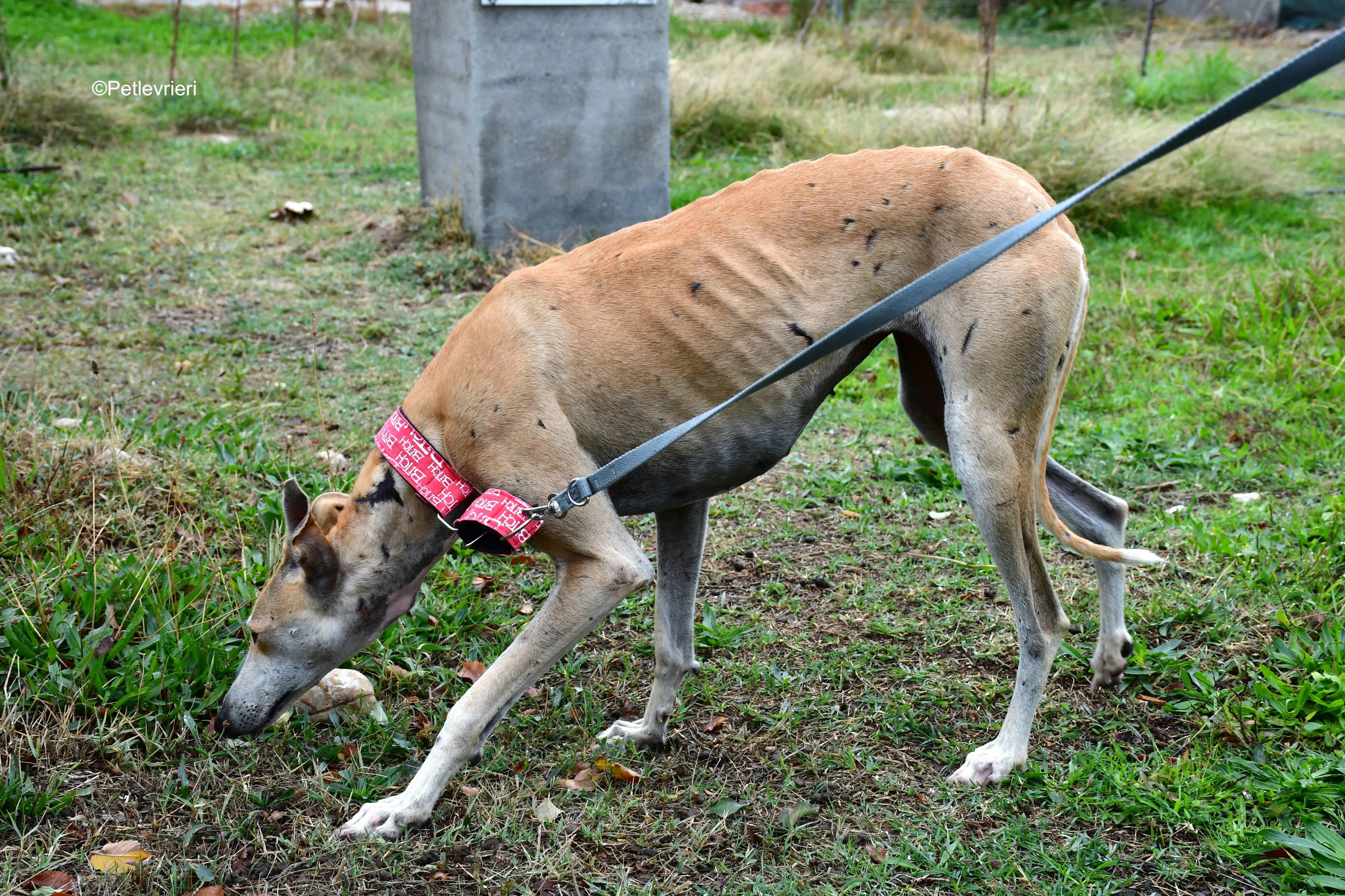 spikki adozione levrieri galgo 8