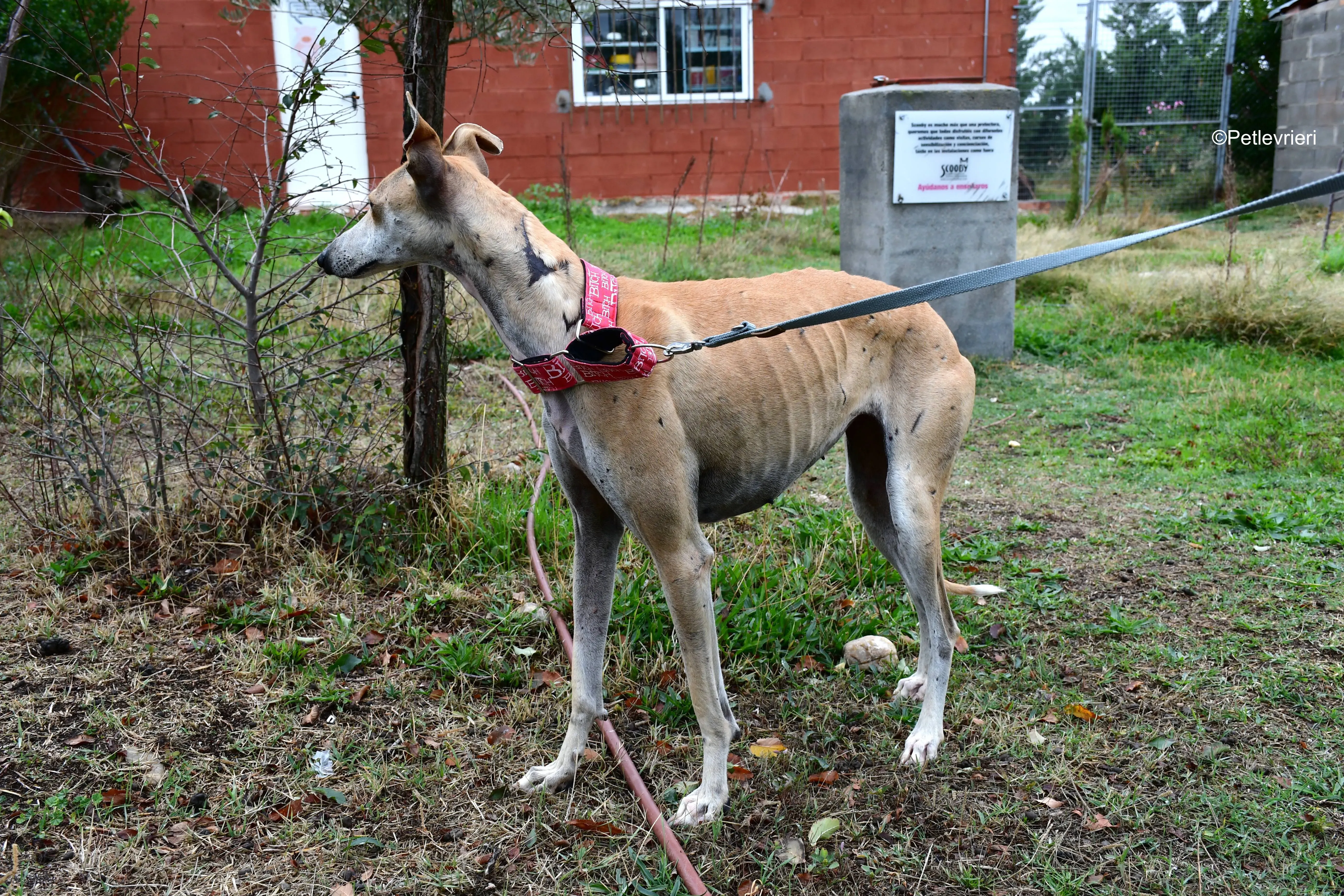 spikki adozione levrieri galgo 9
